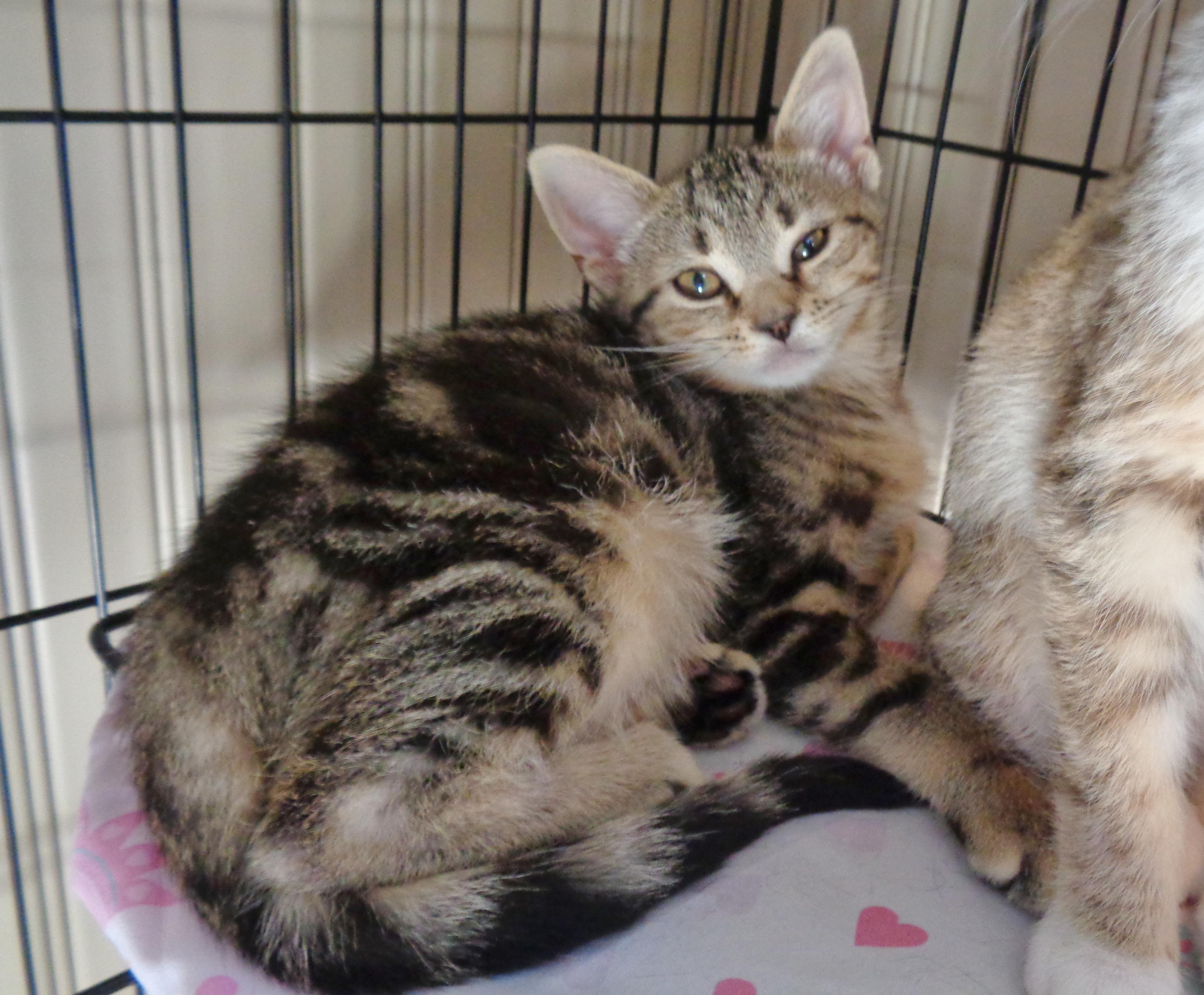 GLACIER, an adopted Tabby in Delhi, NY image 2/6