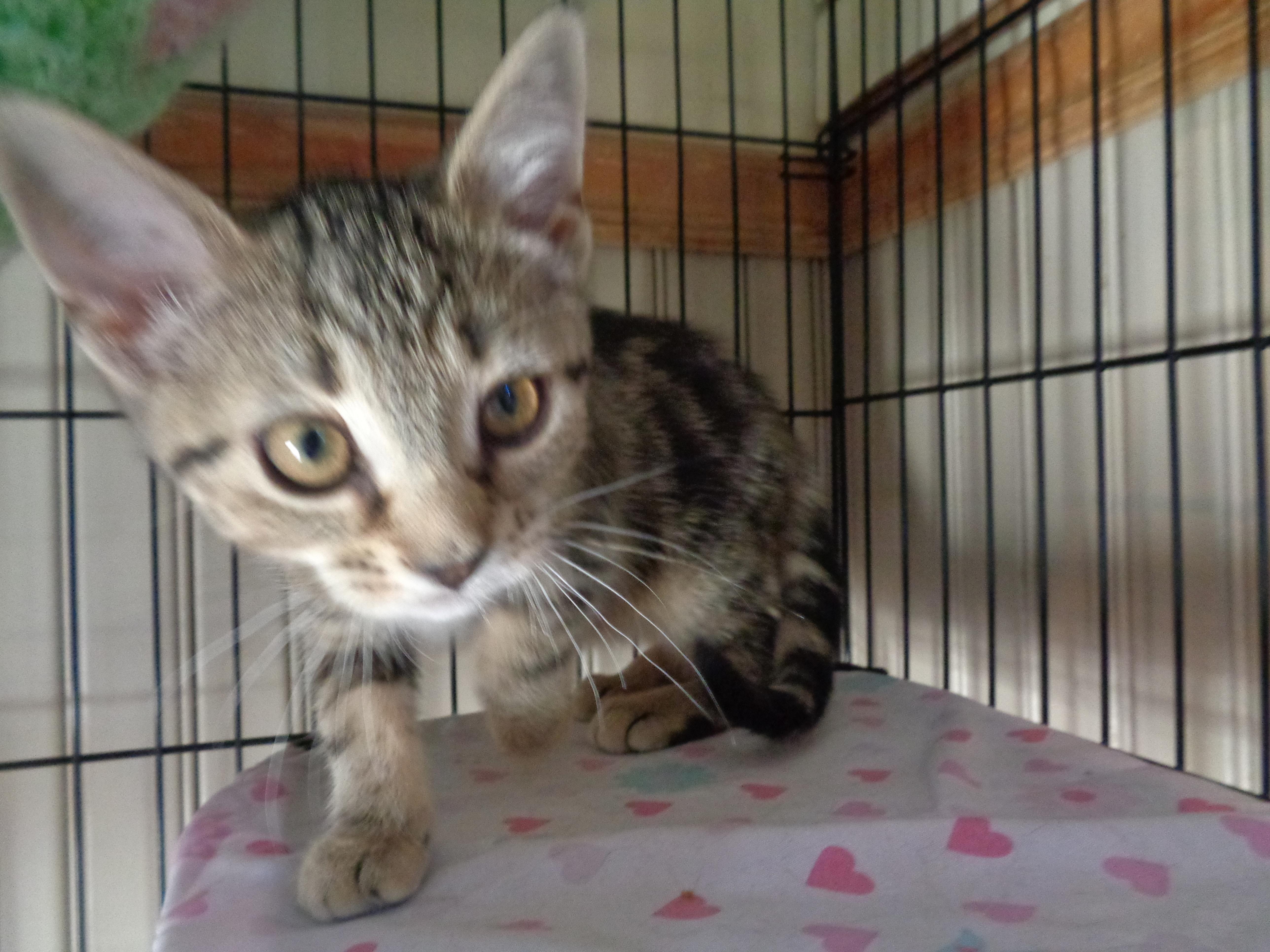 GLACIER, an adopted Tabby in Delhi, NY image 4/6