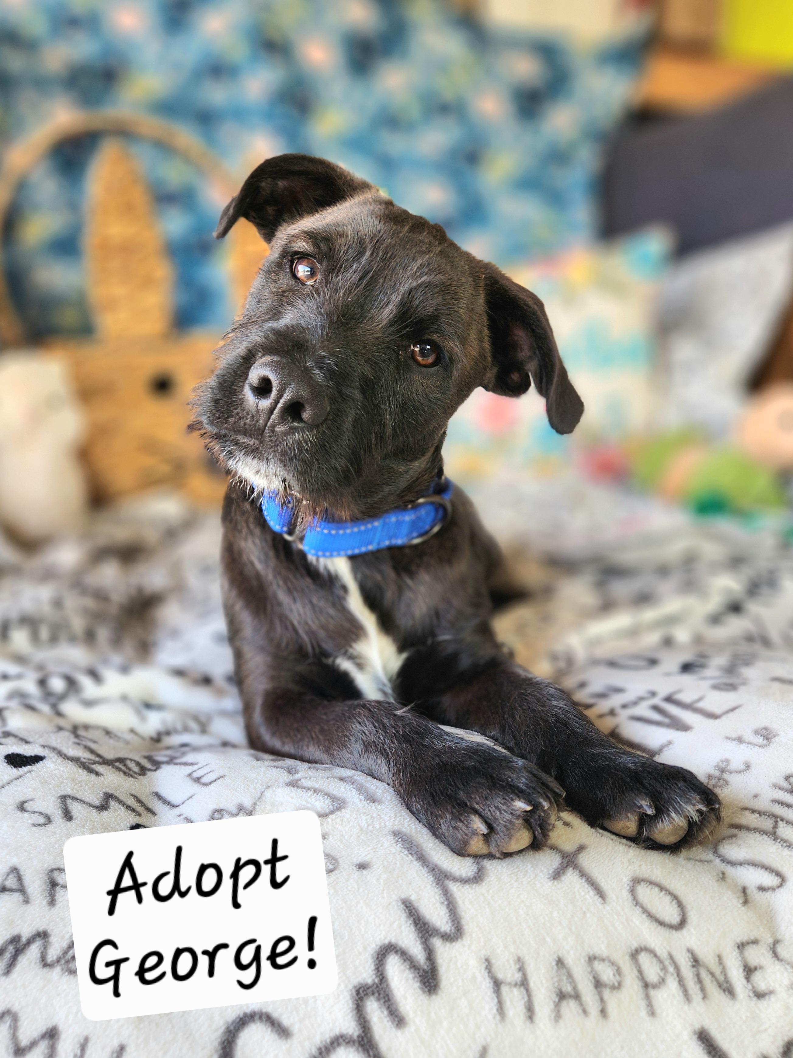 George , ADOPTABLE, Young Male Wirehaired Terrier.