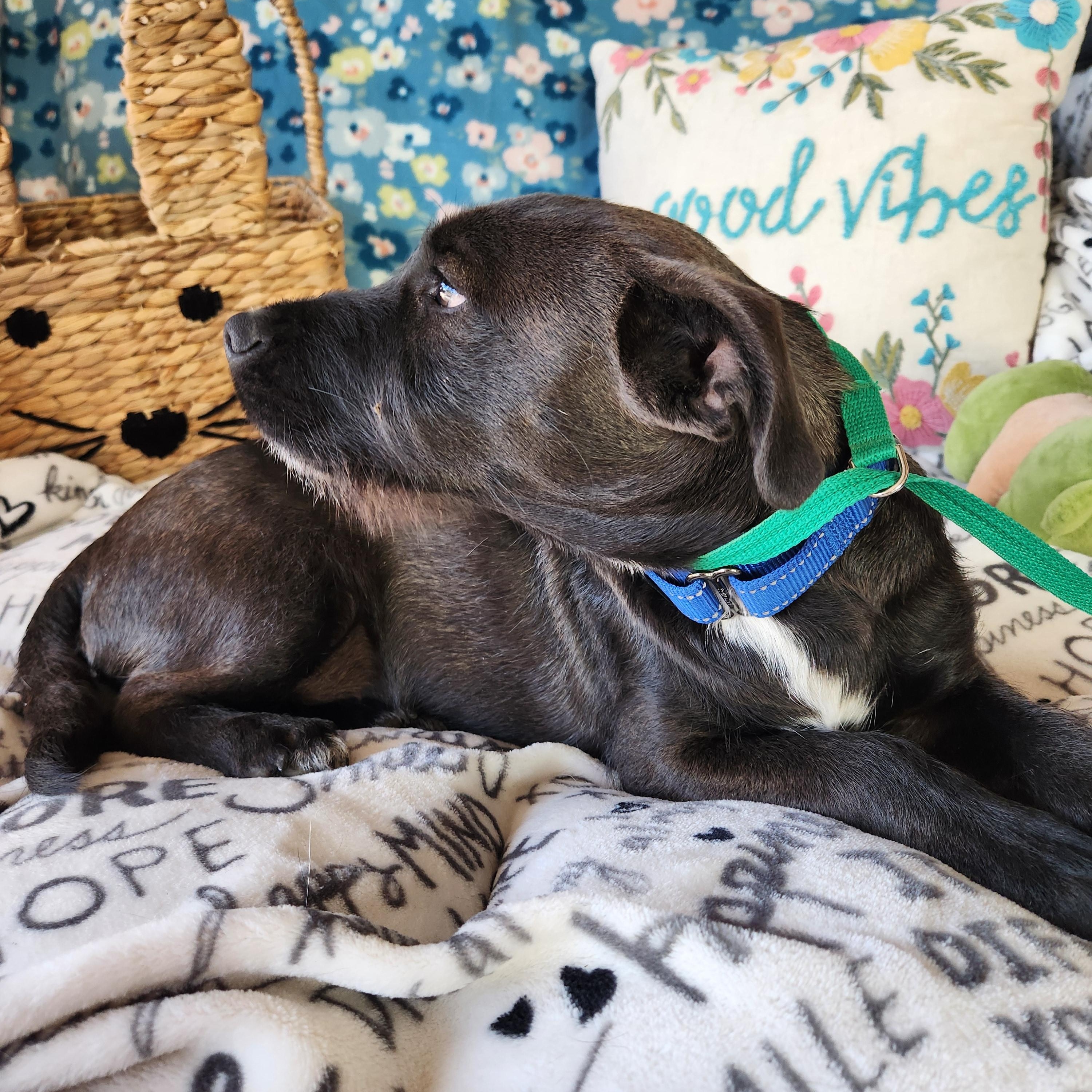 Enlarge George , a ADOPTABLE mixed breed in Killeen, TX image 2/6