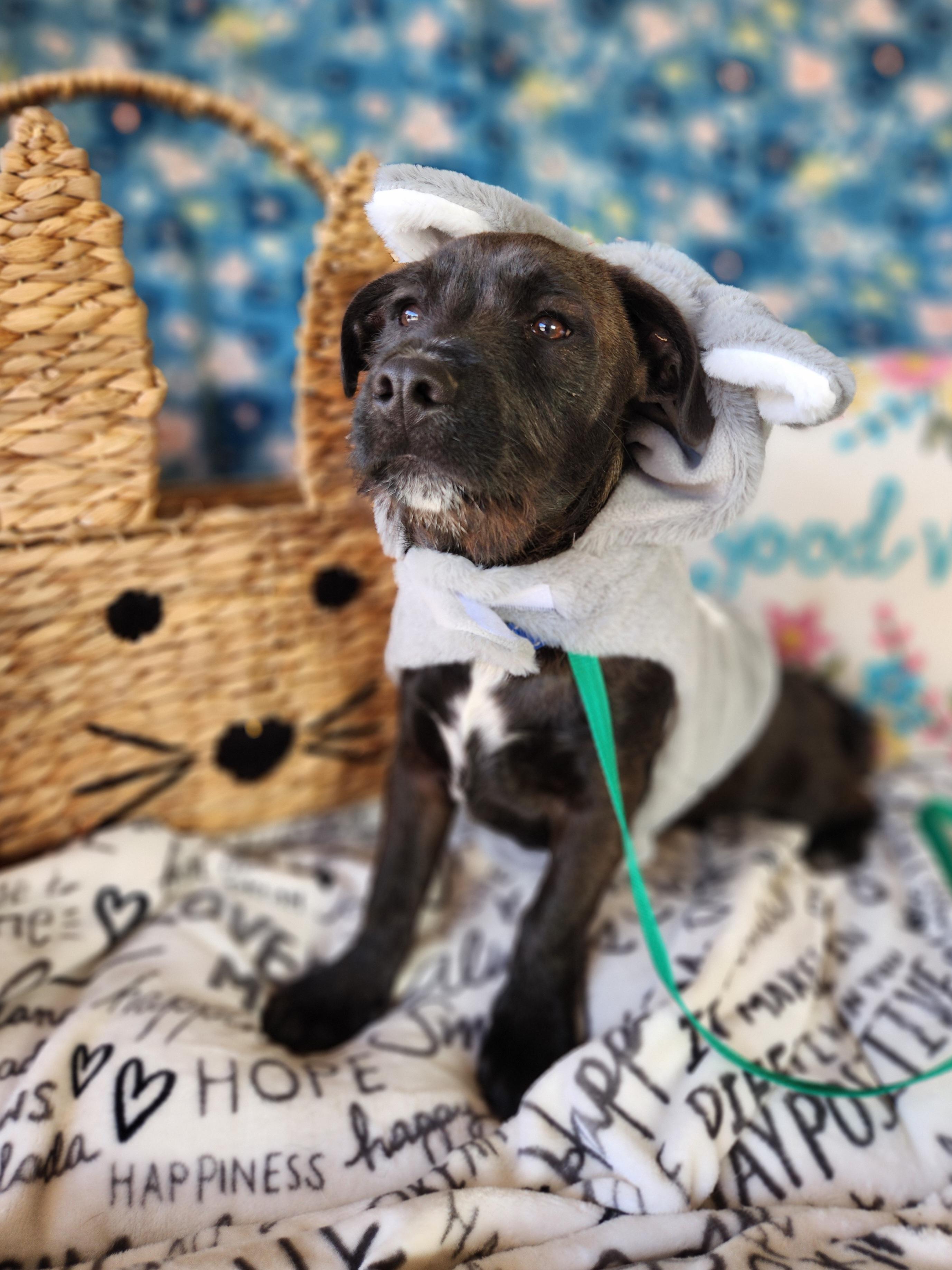 Enlarge George , a ADOPTABLE mixed breed in Killeen, TX image 6/6