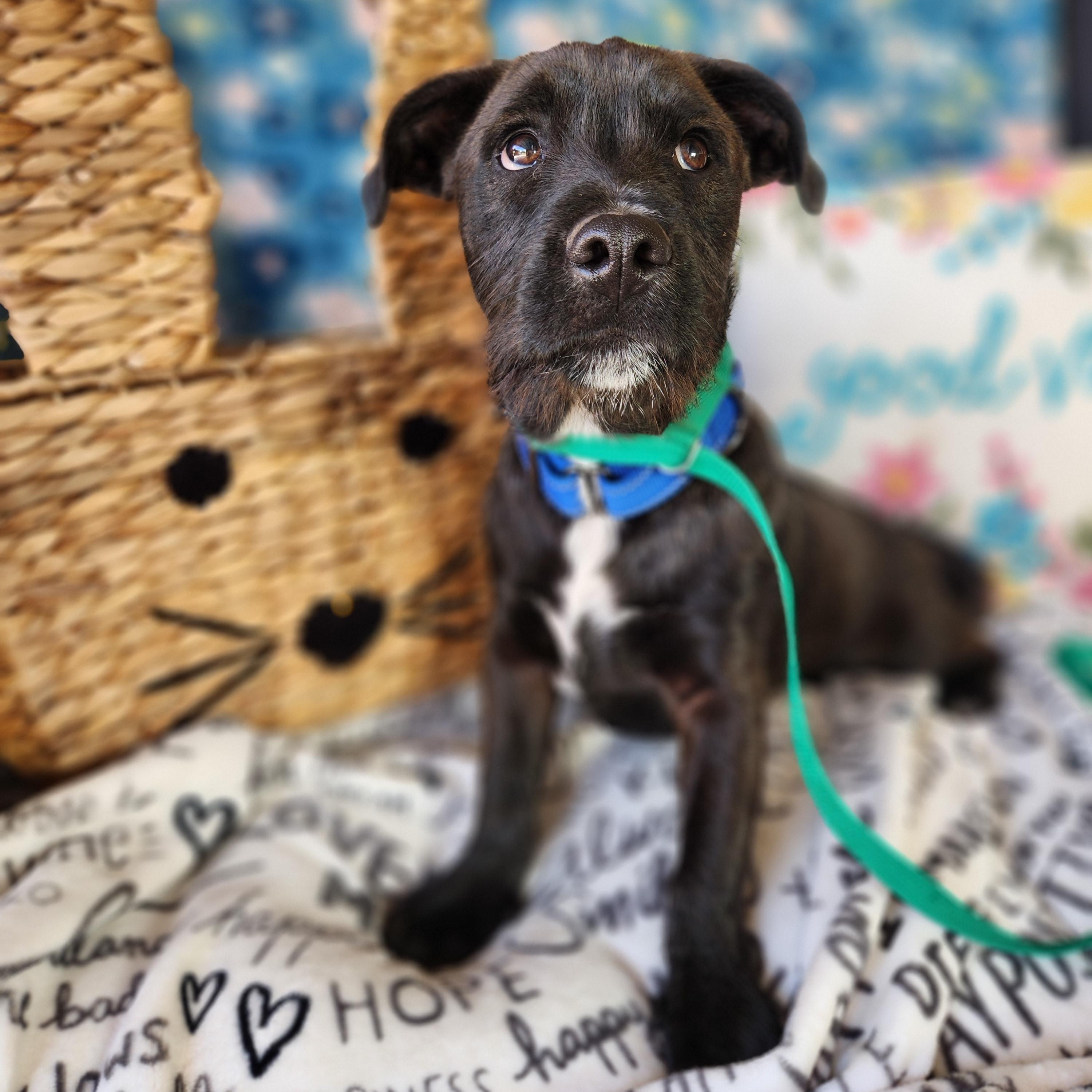 Enlarge George , a ADOPTABLE mixed breed in Killeen, TX image 5/6