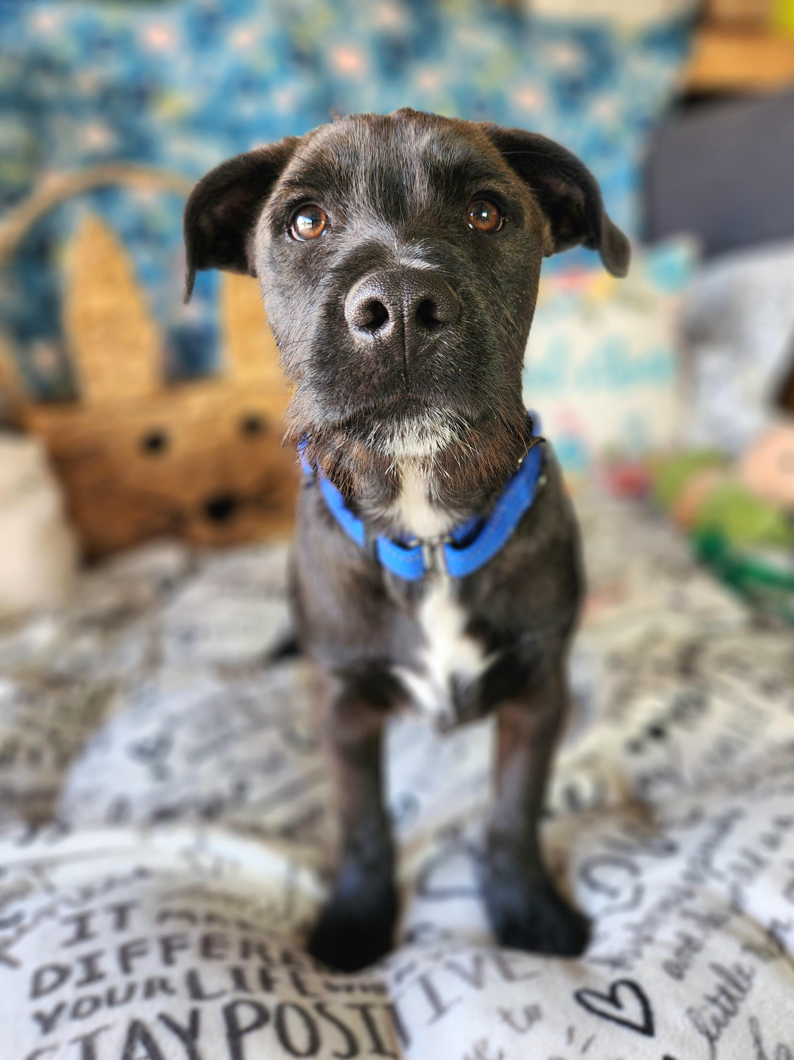 Enlarge George , a ADOPTABLE mixed breed in Killeen, TX image 4/6