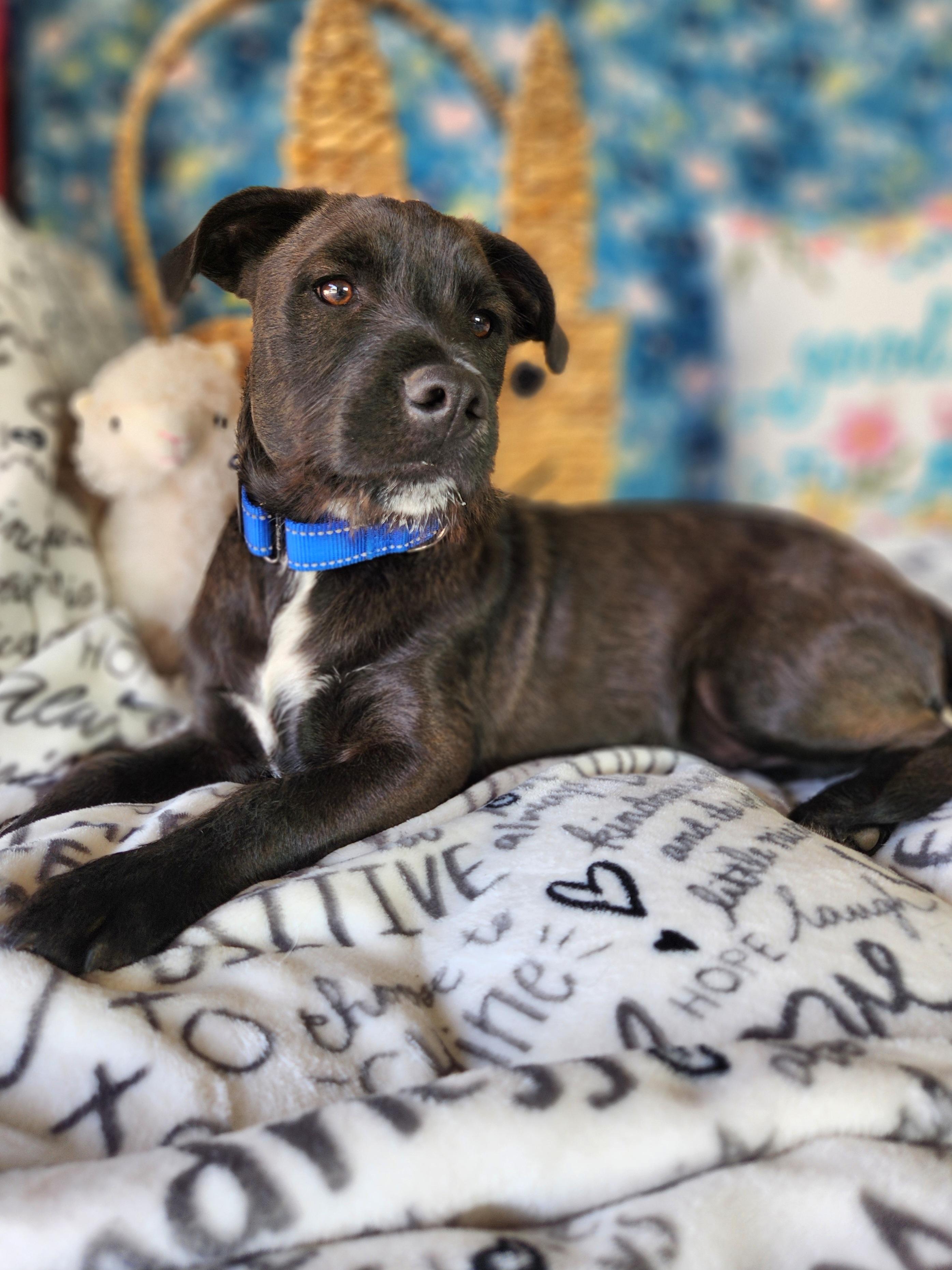 Enlarge George , a ADOPTABLE mixed breed in Killeen, TX image 3/6