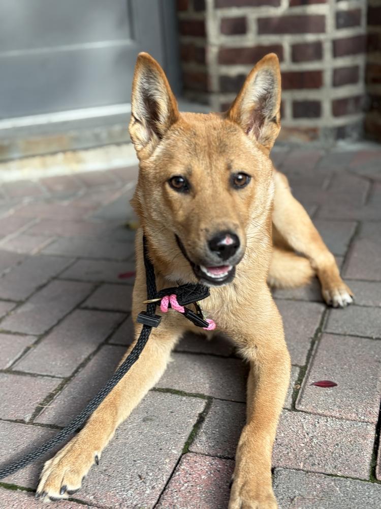 Mia, Adoptable, Puppy Female Jindo.