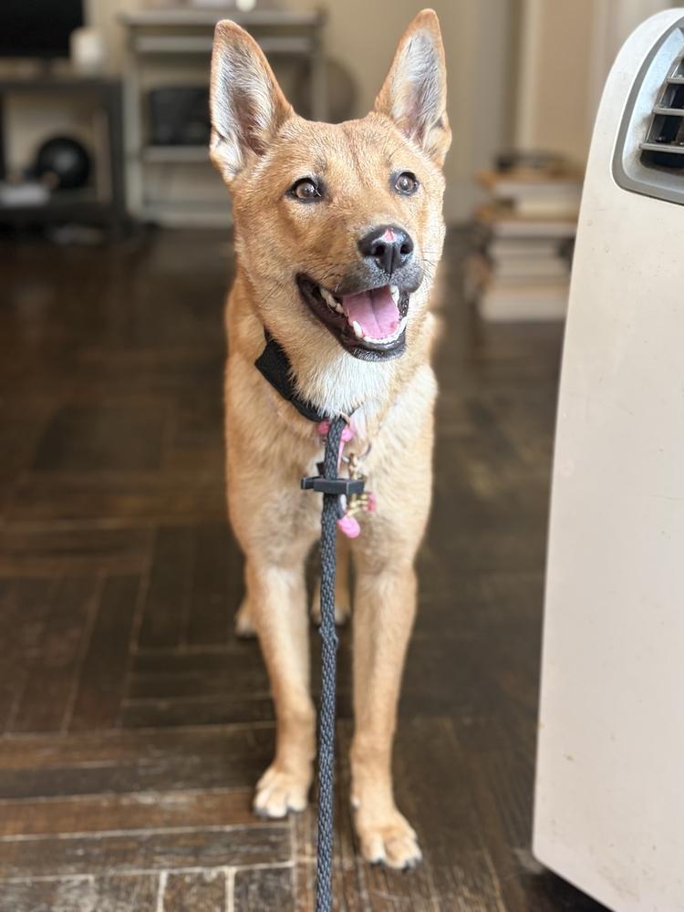 Mia, a Adoptable Jindo in Long Island City, NY image 2/6