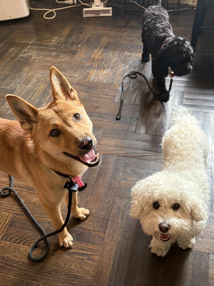 Mia, a Adoptable Jindo in Long Island City, NY image 3/6
