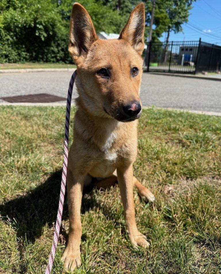 Mia, a Adoptable Jindo in Long Island City, NY image 4/6