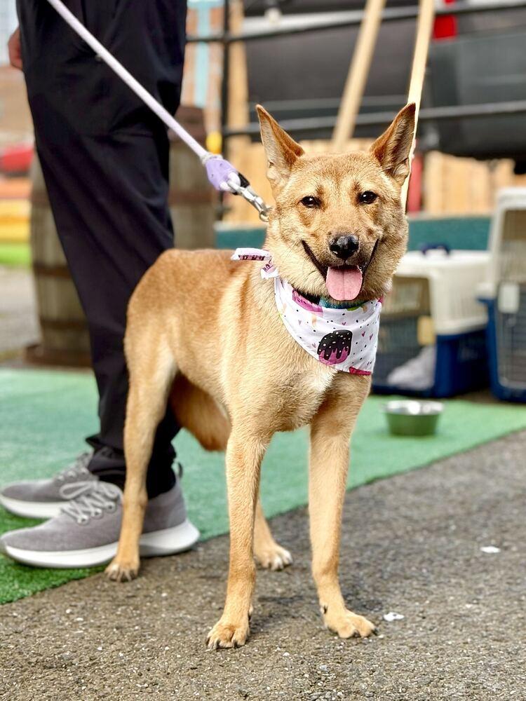 Enlarge Mia, a Adoptable Jindo in Long Island City, NY image 4/6