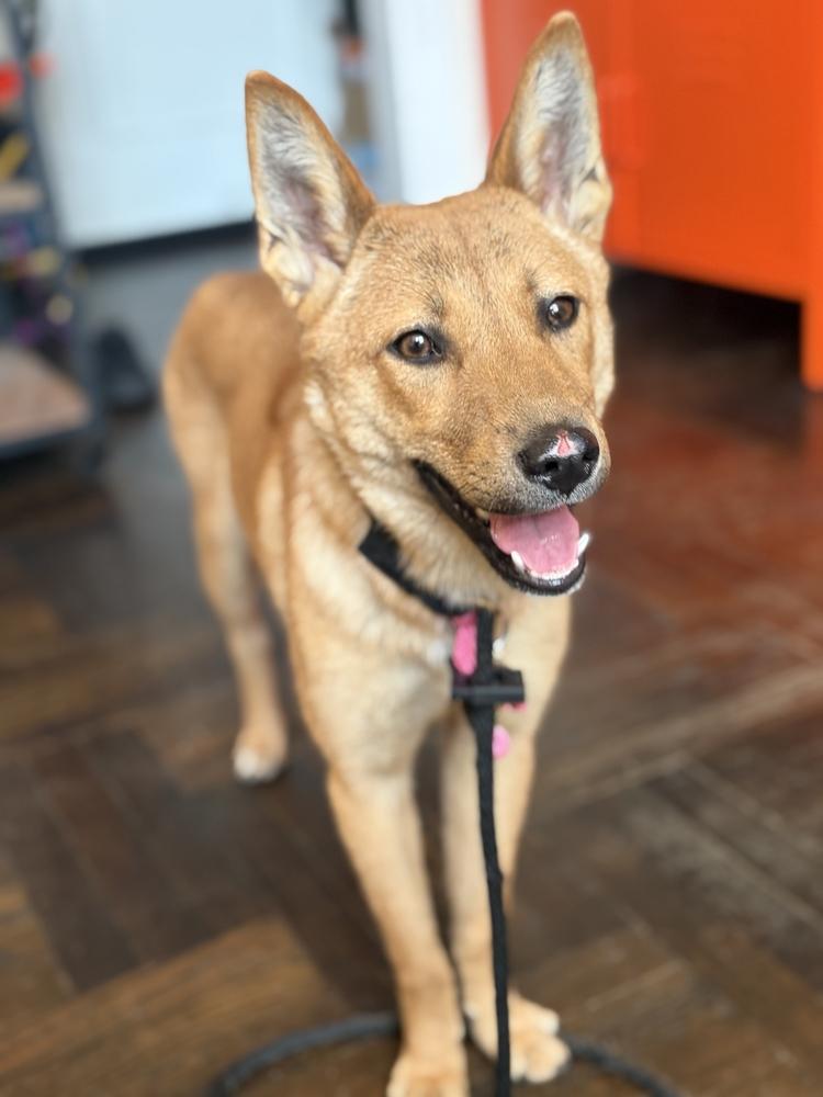 Mia, a Adoptable Jindo in Long Island City, NY image 5/6