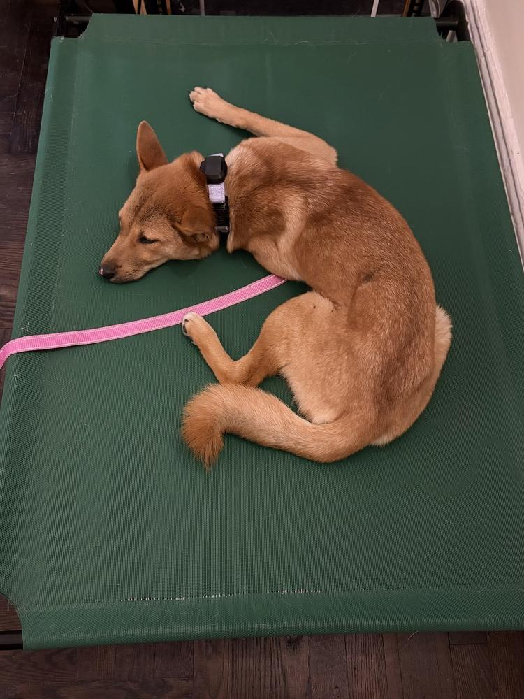 Mia, a Adoptable Jindo in Long Island City, NY image 6/6