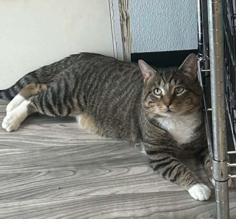 Gibby, a Adoptable Domestic Short Hair in Acushnet, MA image 3/3