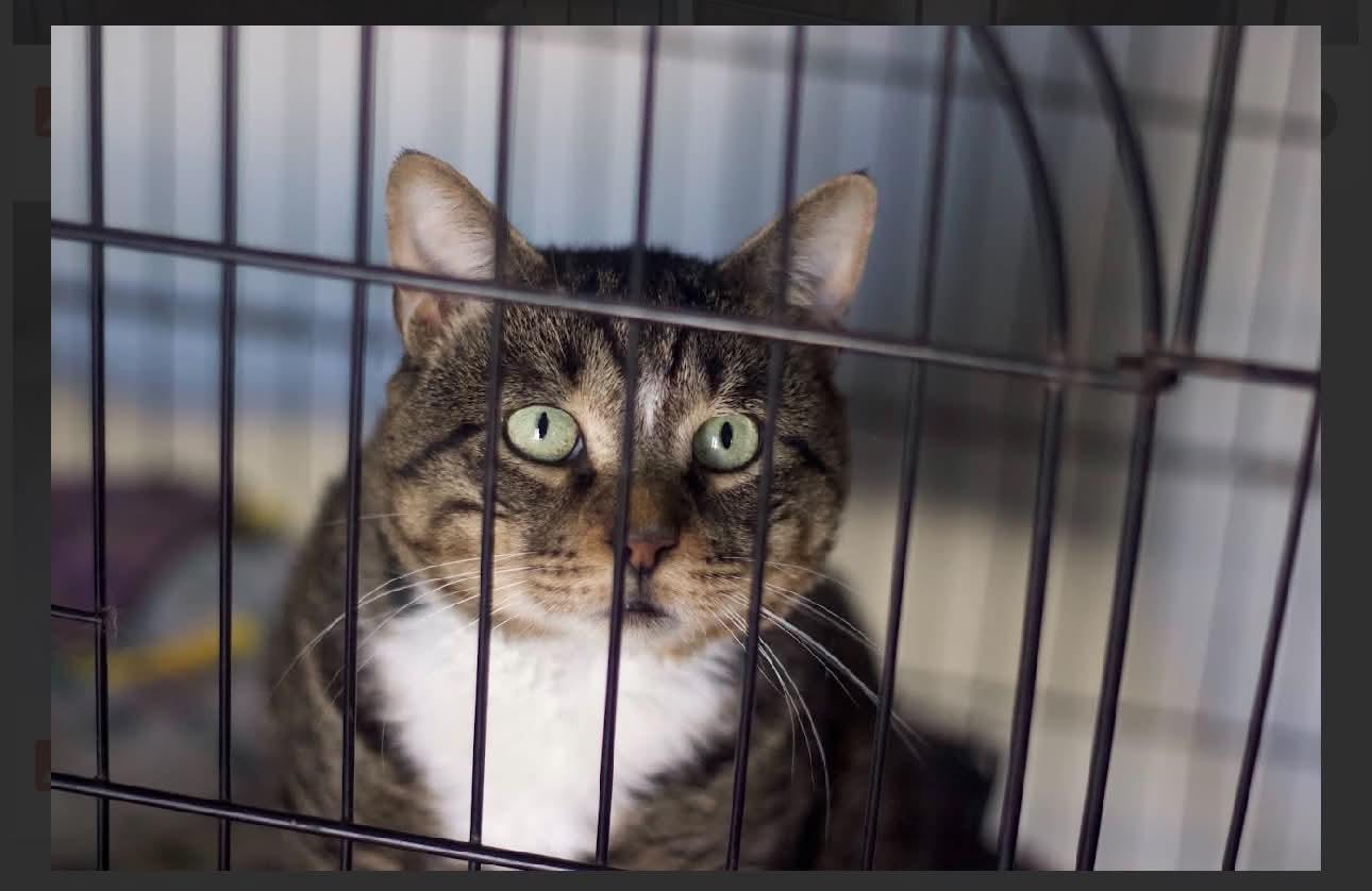 Gibby, a Adoptable Domestic Short Hair in Acushnet, MA image 3/4