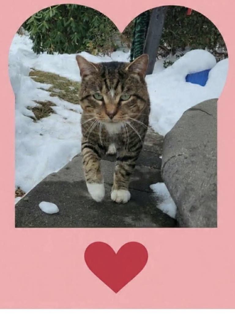 Gibby, a Adoptable Domestic Short Hair in Acushnet, MA image 1/3