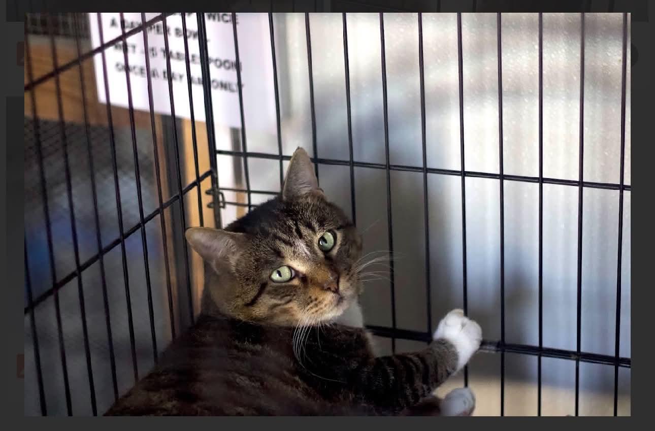 Gibby, a Adoptable Domestic Short Hair in Acushnet, MA image 4/4