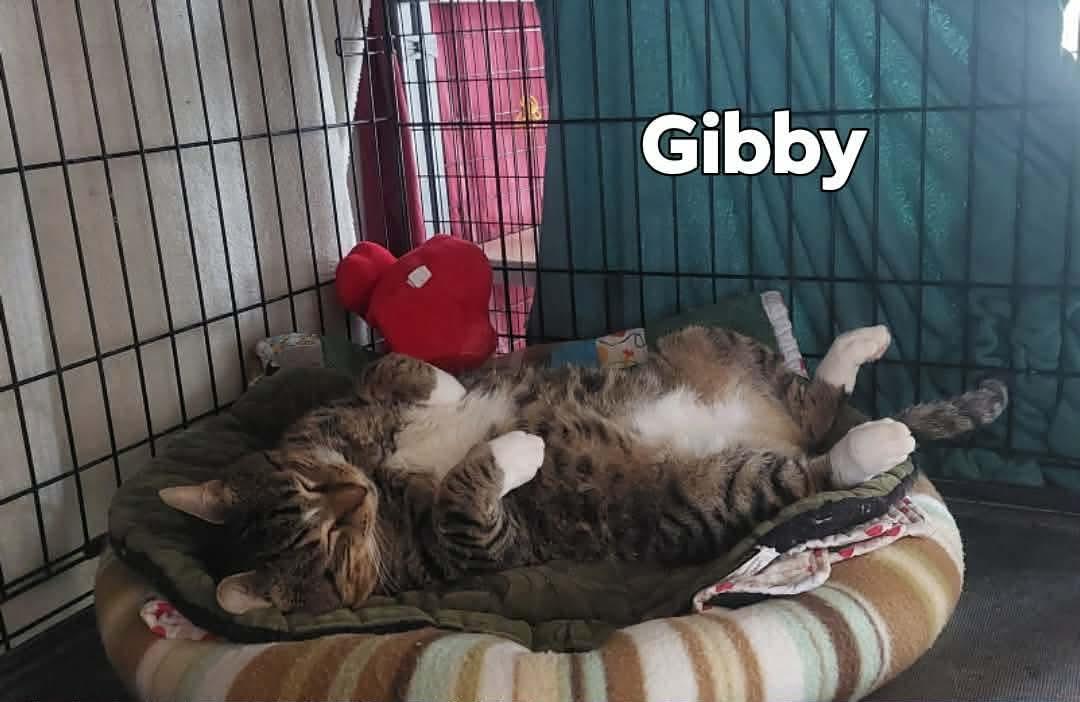 Gibby, a Adoptable Domestic Short Hair in Acushnet, MA image 2/3