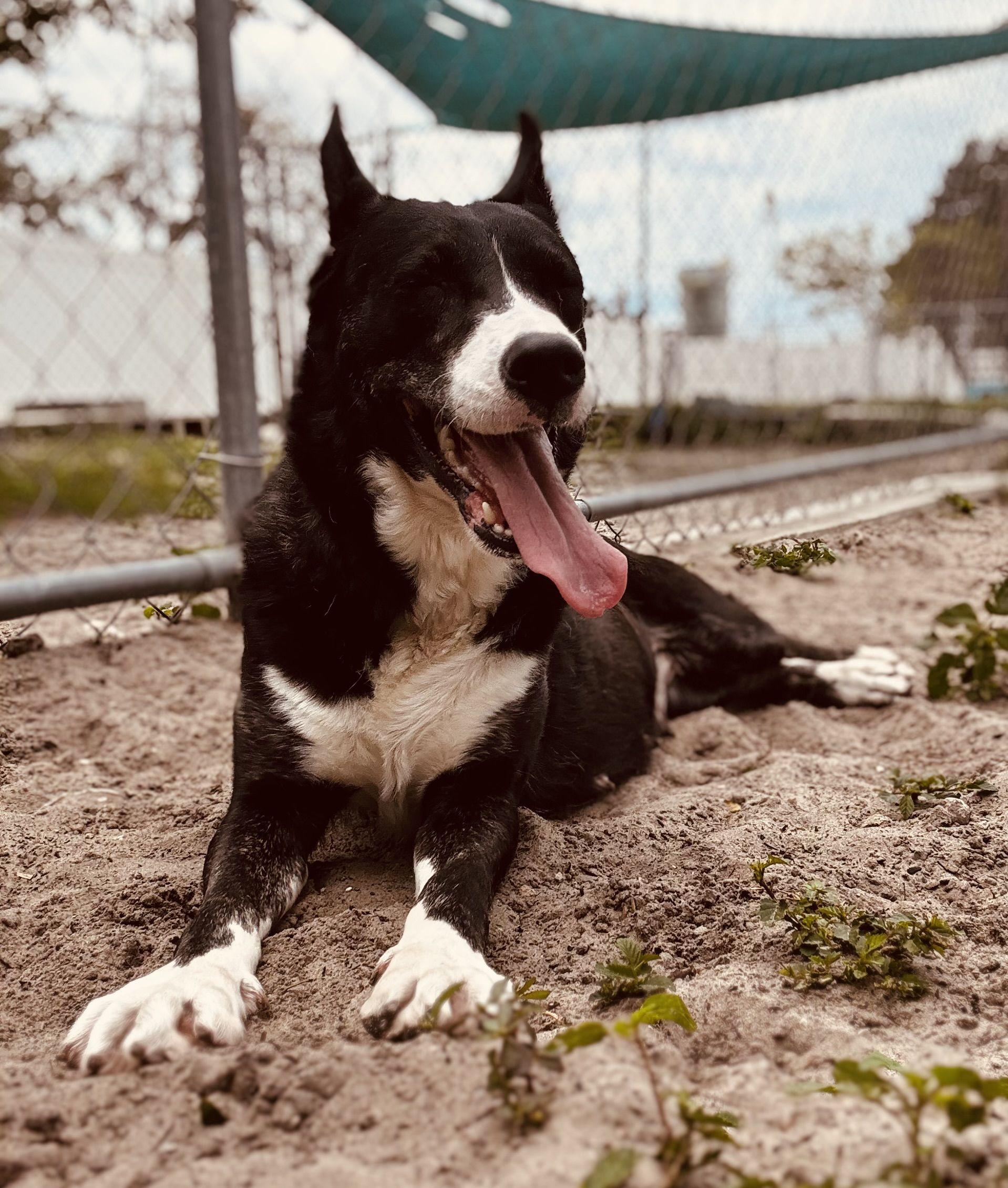 Ladybird, ADOPTABLE, Adult Female Mixed Breed.