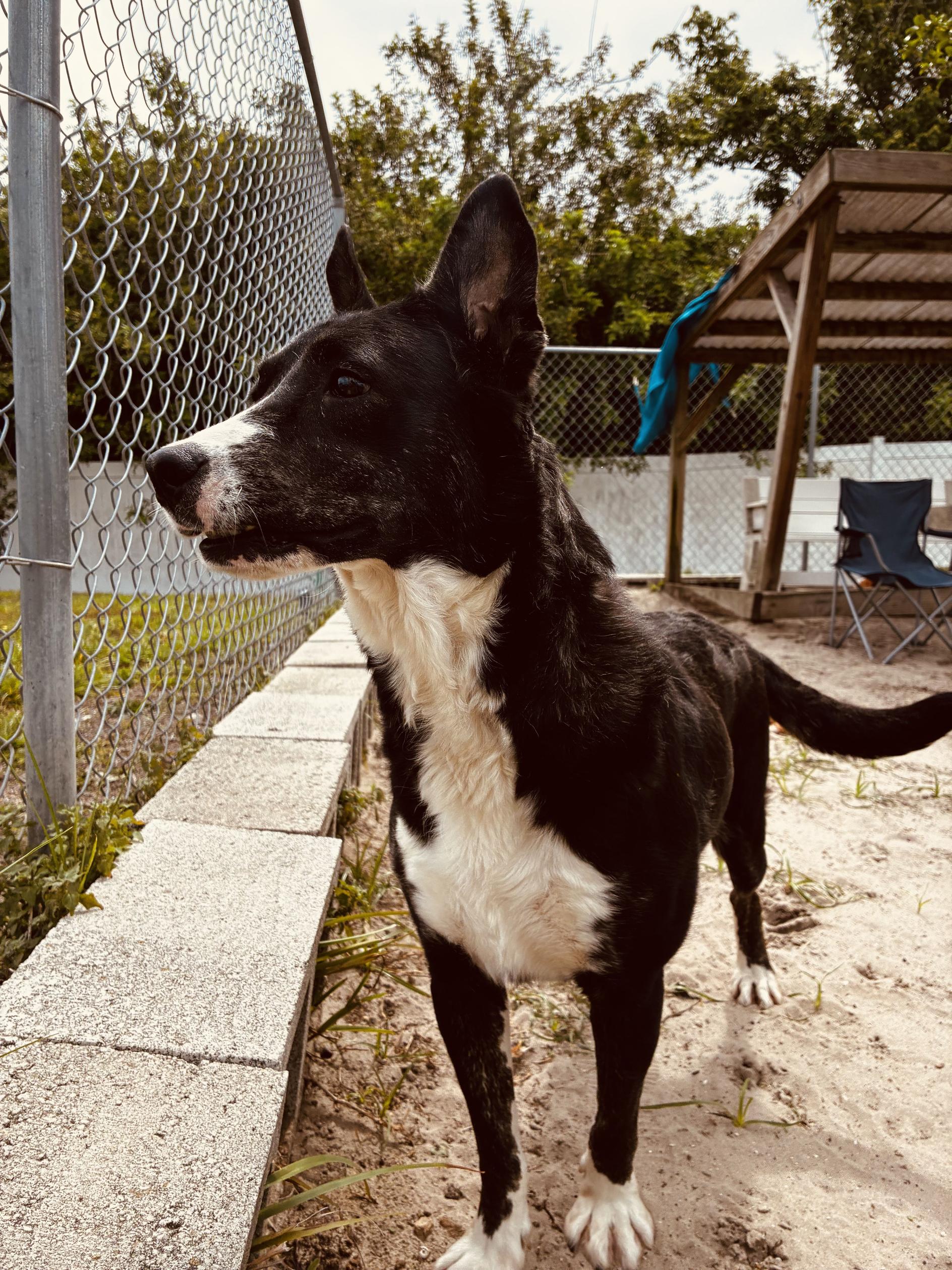 Enlarge Ladybird, a ADOPTABLE Mixed Breed in New Port Richey, FL image 2/3