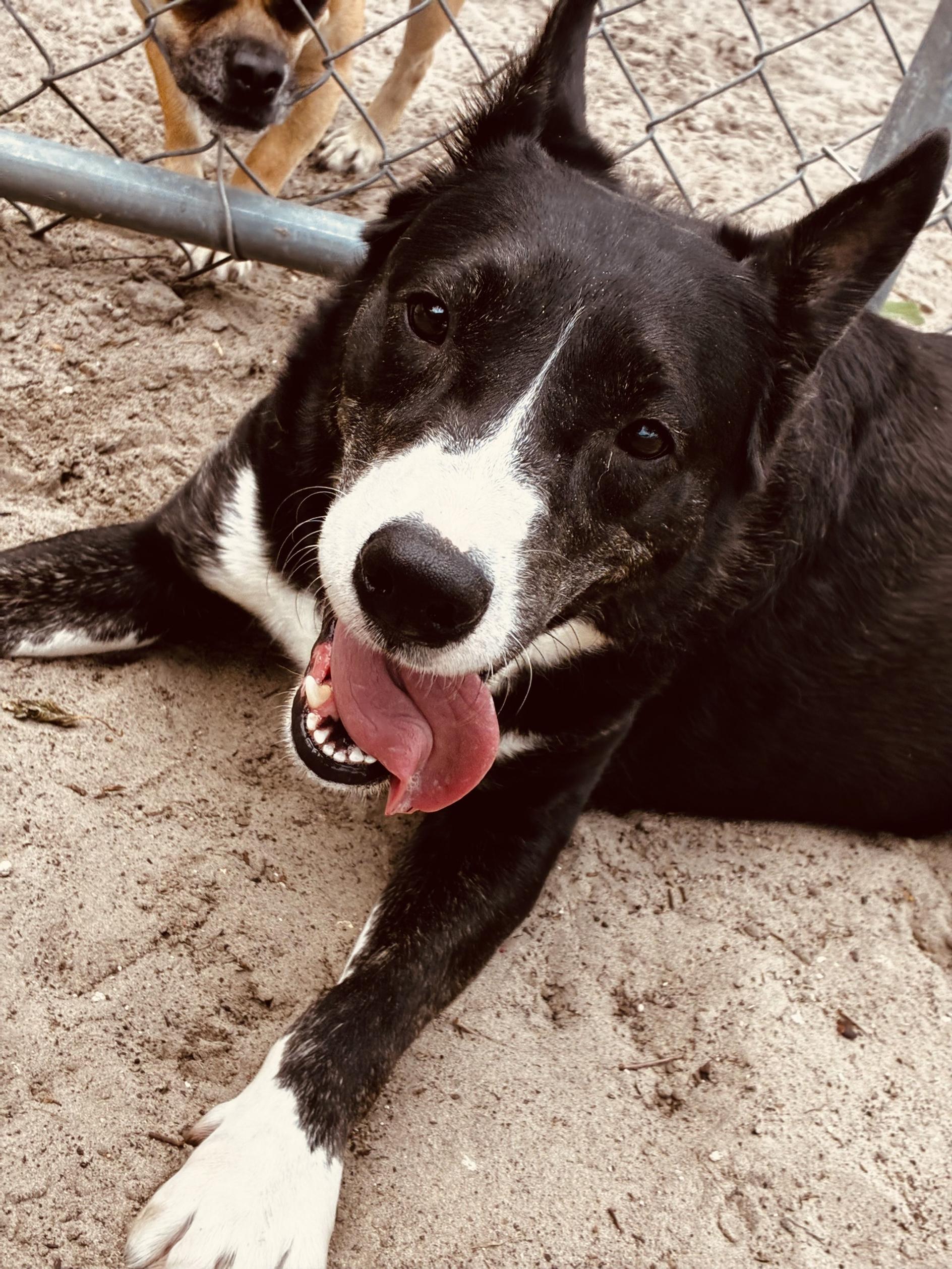 Enlarge Ladybird, a ADOPTABLE Mixed Breed in New Port Richey, FL image 3/3