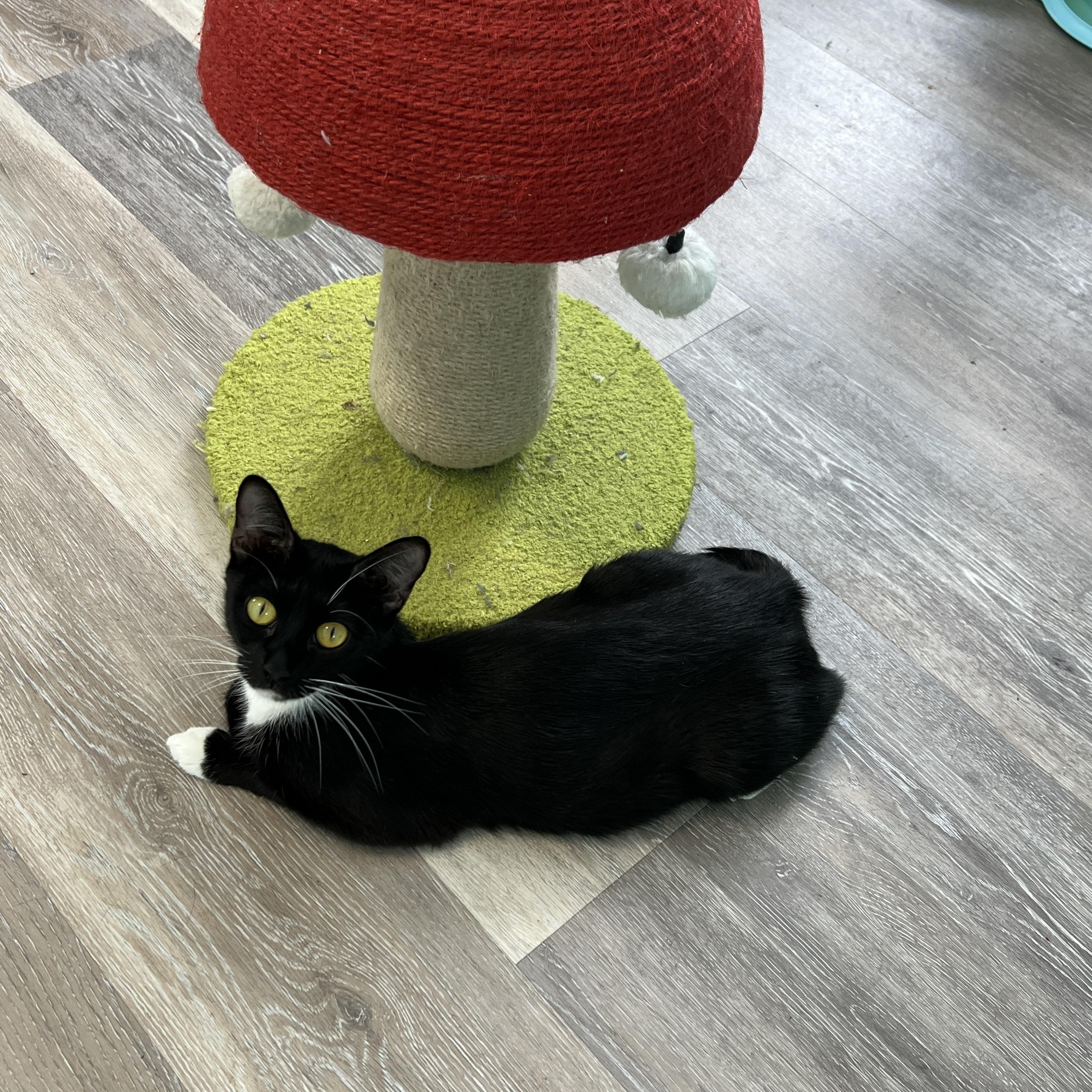 Enlarge Cherry, an adoption pending Domestic Short Hair in Syracuse, NY image 3/3