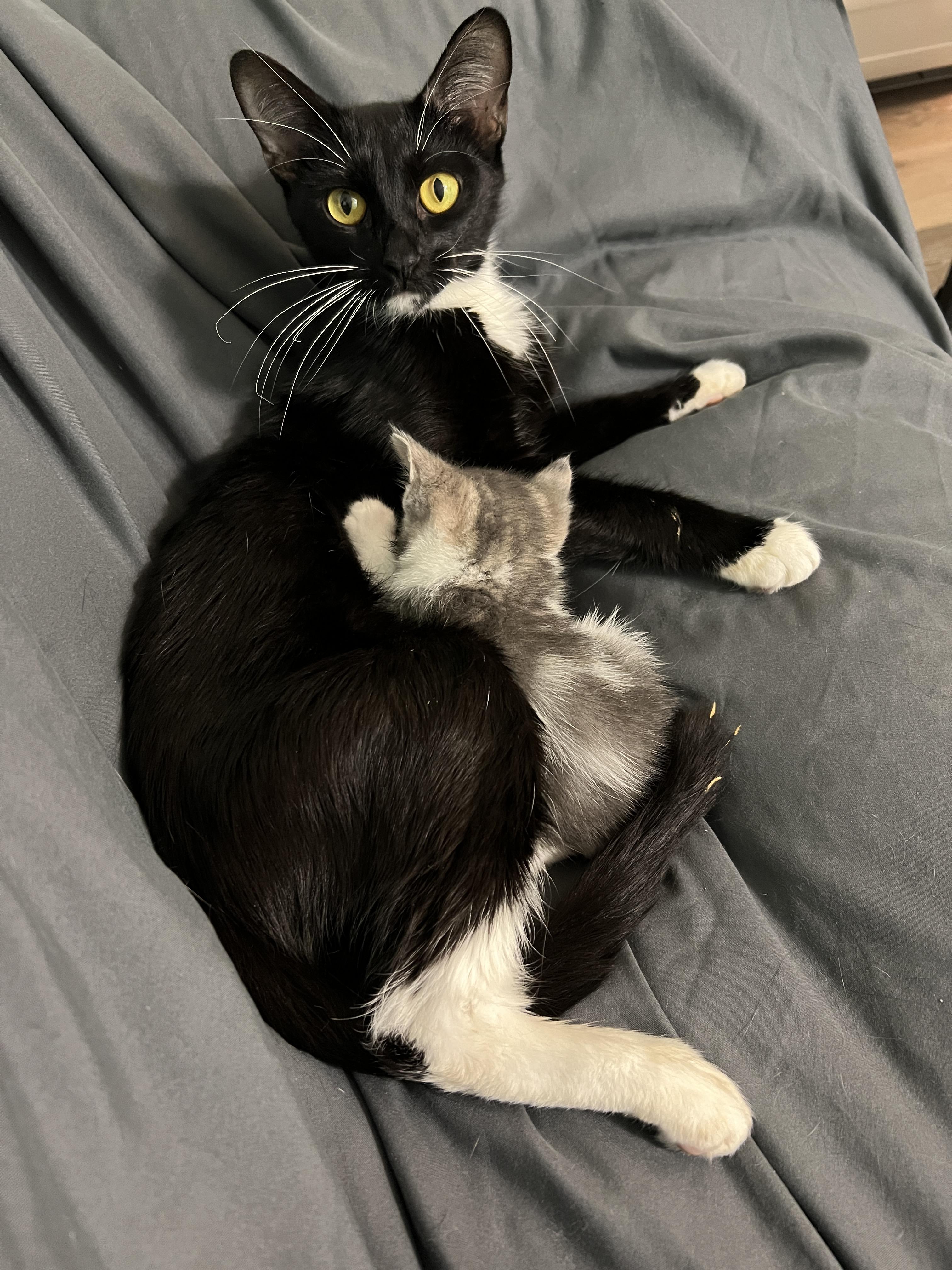 Enlarge Cherry, an adoption pending Domestic Short Hair in Syracuse, NY image 2/3