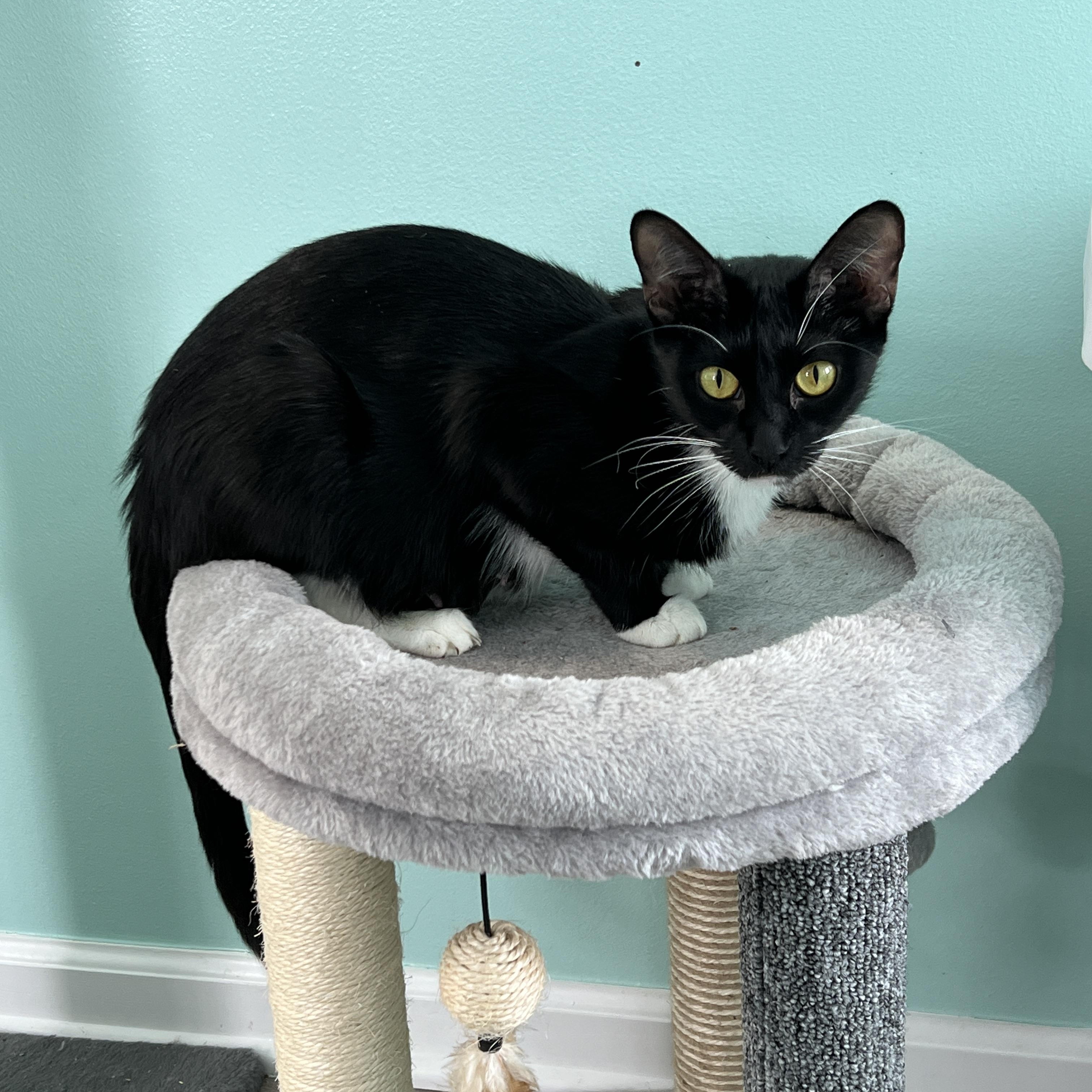 Enlarge Cherry, an adoption pending Domestic Short Hair in Syracuse, NY image 1/3