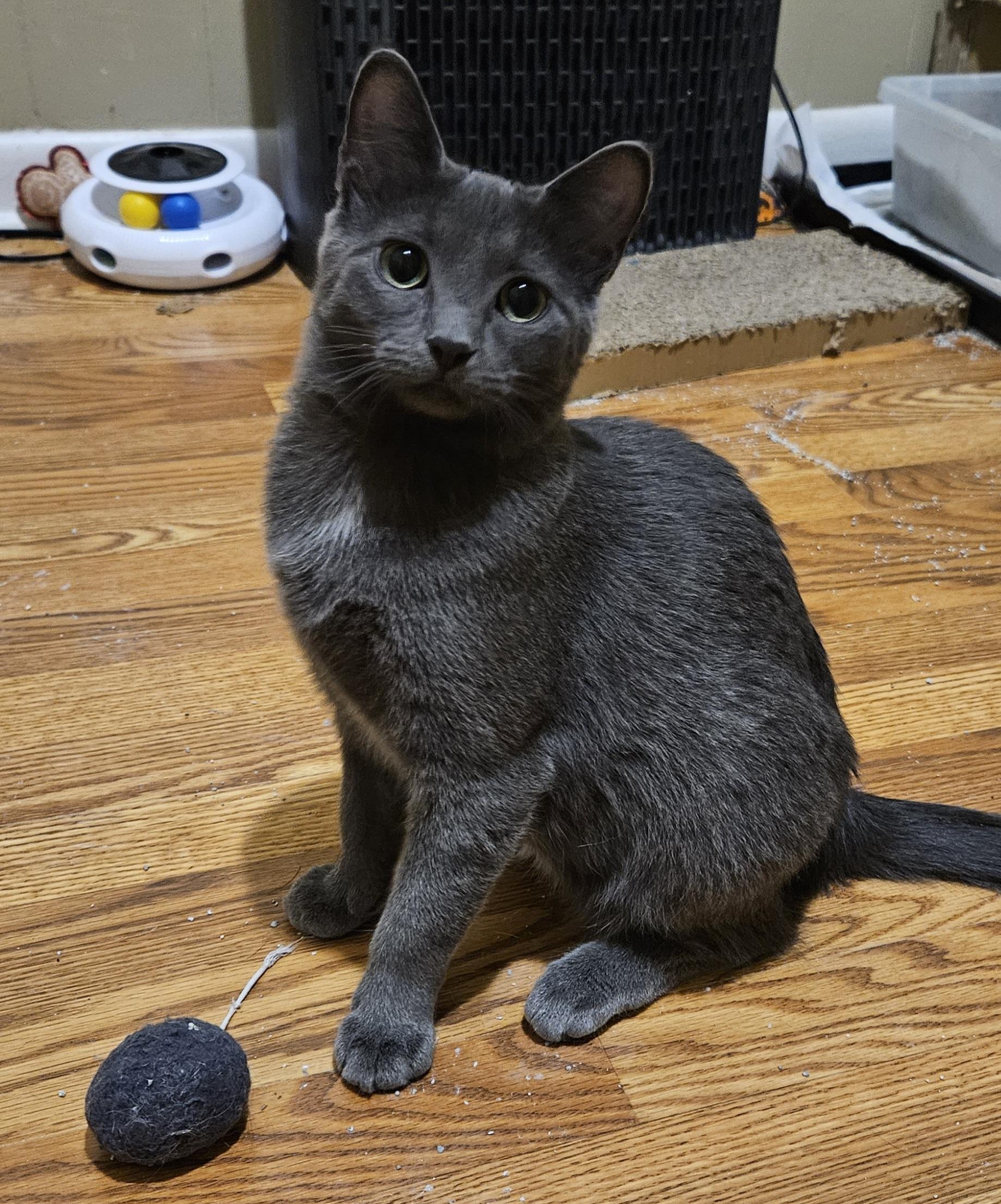 Enlarge Blue, a ADOPTABLE Domestic Short Hair in Milwaukee, WI image 2/4