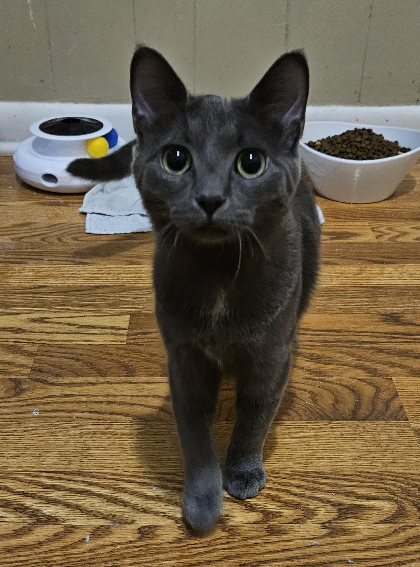 Blue, ADOPTABLE, Young Female Domestic Short Hair.
