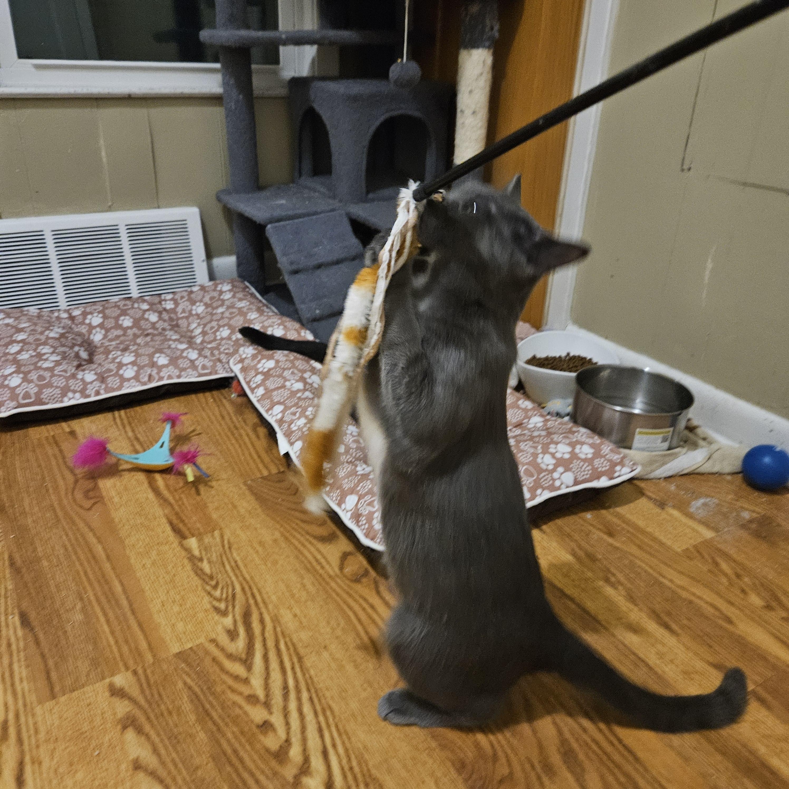 Enlarge Blue, a ADOPTABLE Domestic Short Hair in Milwaukee, WI image 3/4