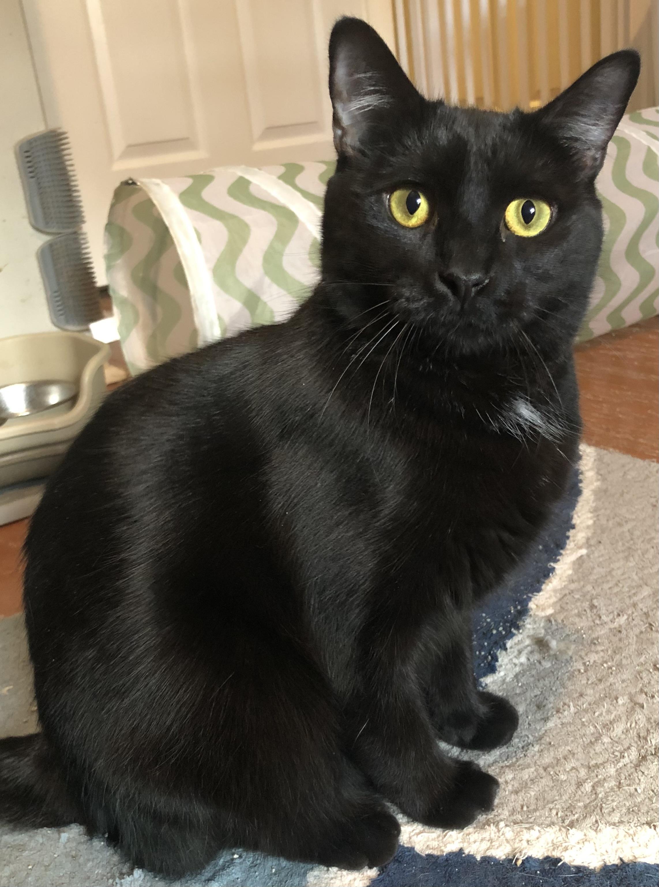 Blake, a Adoptable Domestic Short Hair in Bellmawr, NJ image 3/5