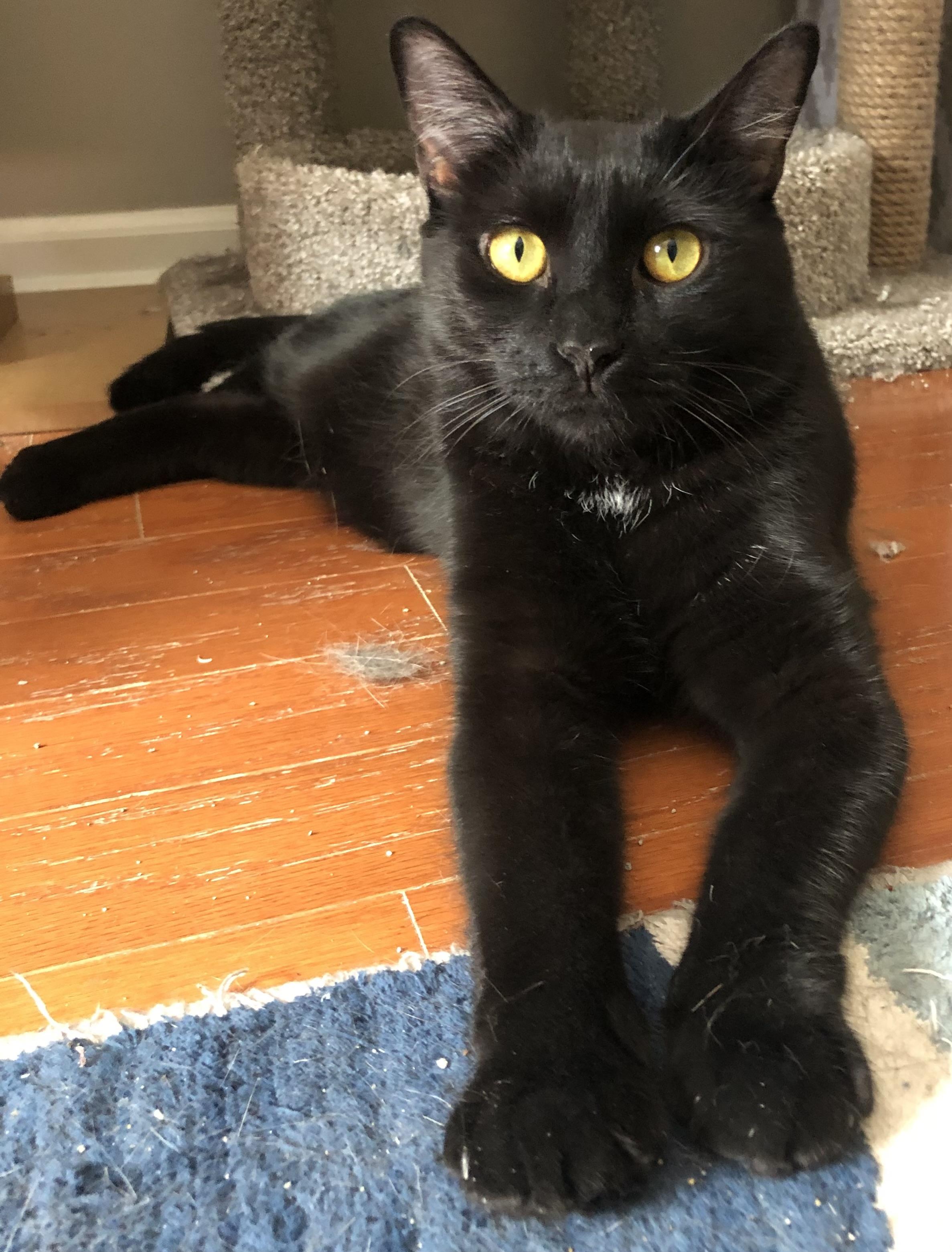 Blake, a Adoptable Domestic Short Hair in Bellmawr, NJ image 2/5