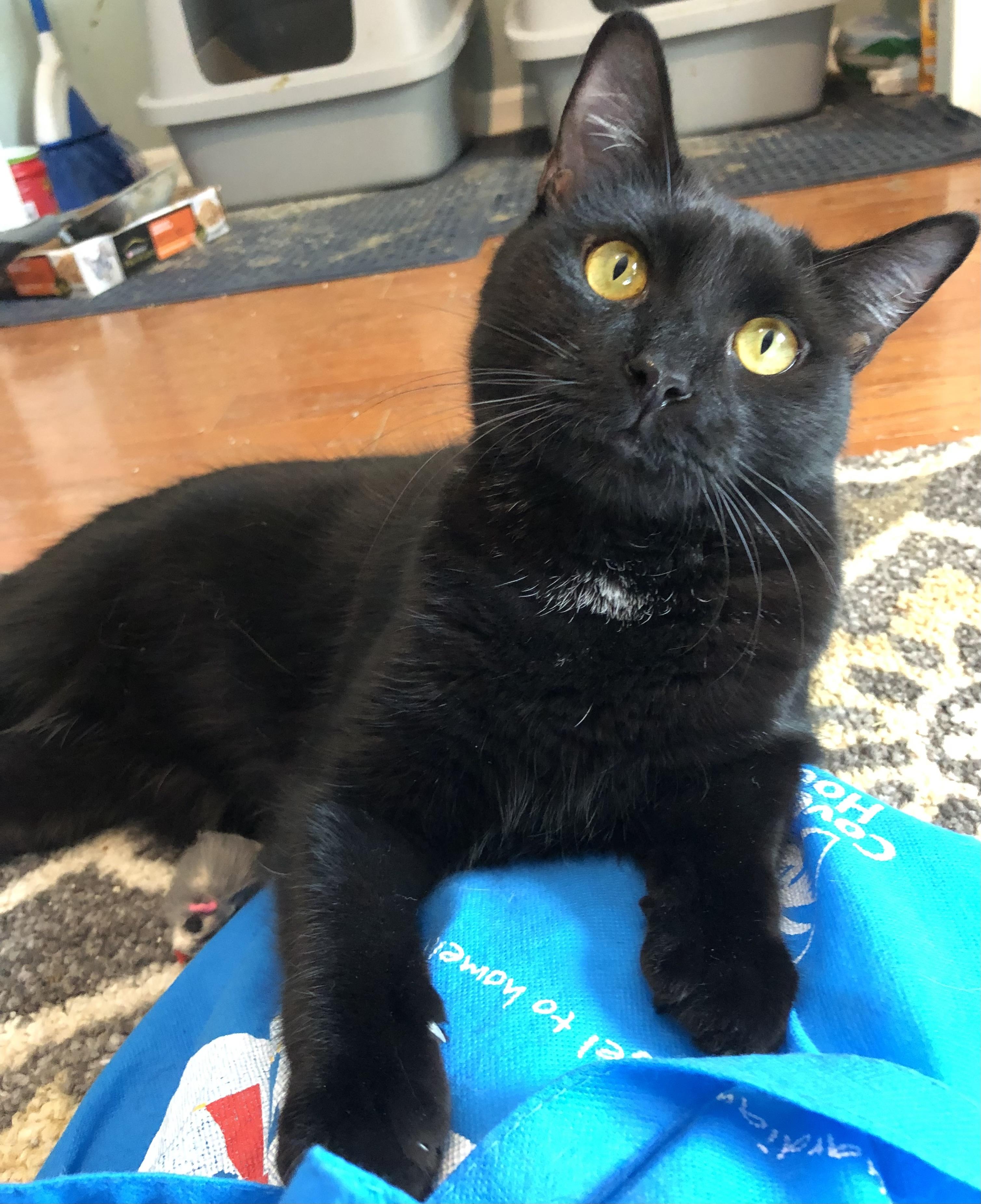 Blake, a Adoptable Domestic Short Hair in Bellmawr, NJ image 4/5