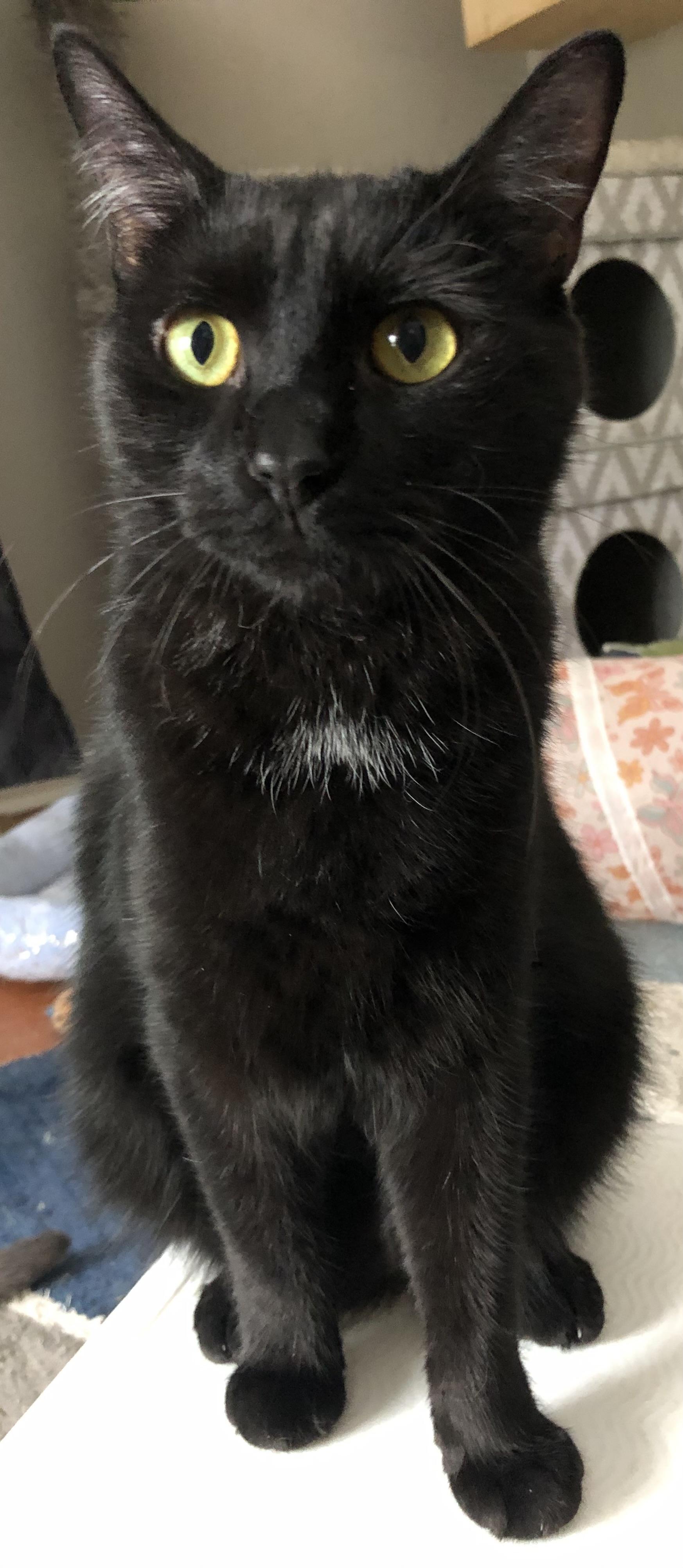 Blake, Adoptable, Adult Male Domestic Short Hair.