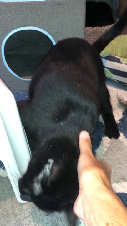 Enlarge Blake, a Adoptable Domestic Short Hair in Bellmawr, NJ video 5/5