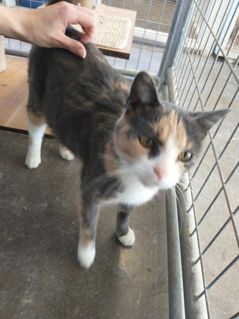 Enlarge Sprinkles, a Adoptable mixed breed in Saint James, MN image 1/4