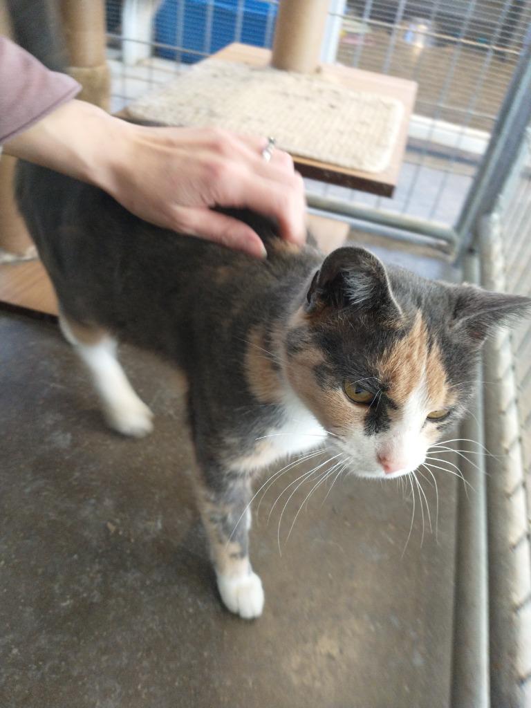 Enlarge Sprinkles, a Adoptable mixed breed in Saint James, MN image 2/4