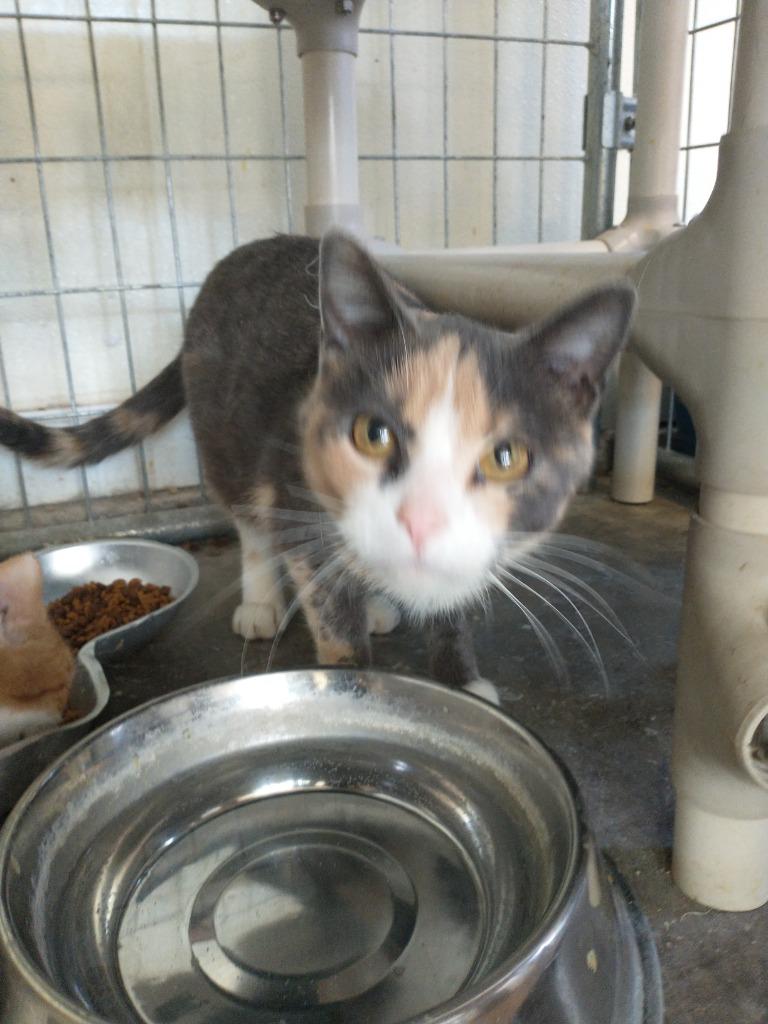 Enlarge Sprinkles, a Adoptable mixed breed in Saint James, MN image 3/4