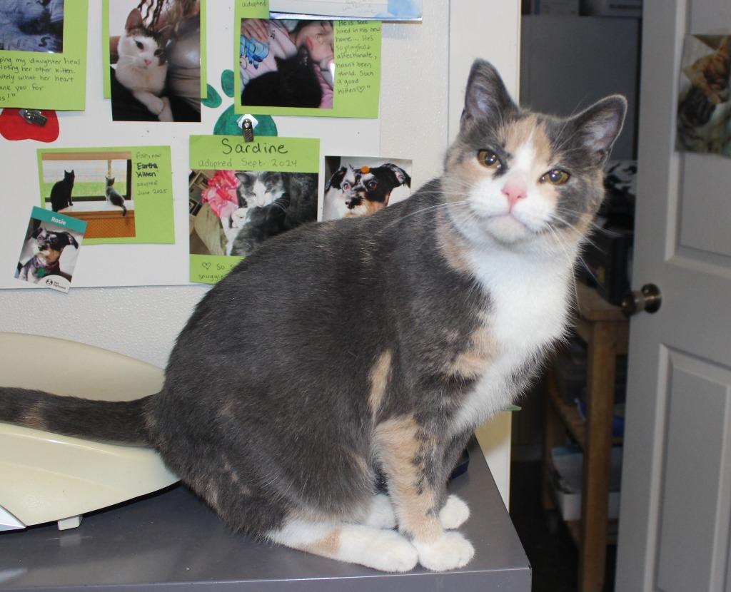 Enlarge Sprinkles (adoption pending), a Adoptable mixed breed in Saint James, MN image 3/4