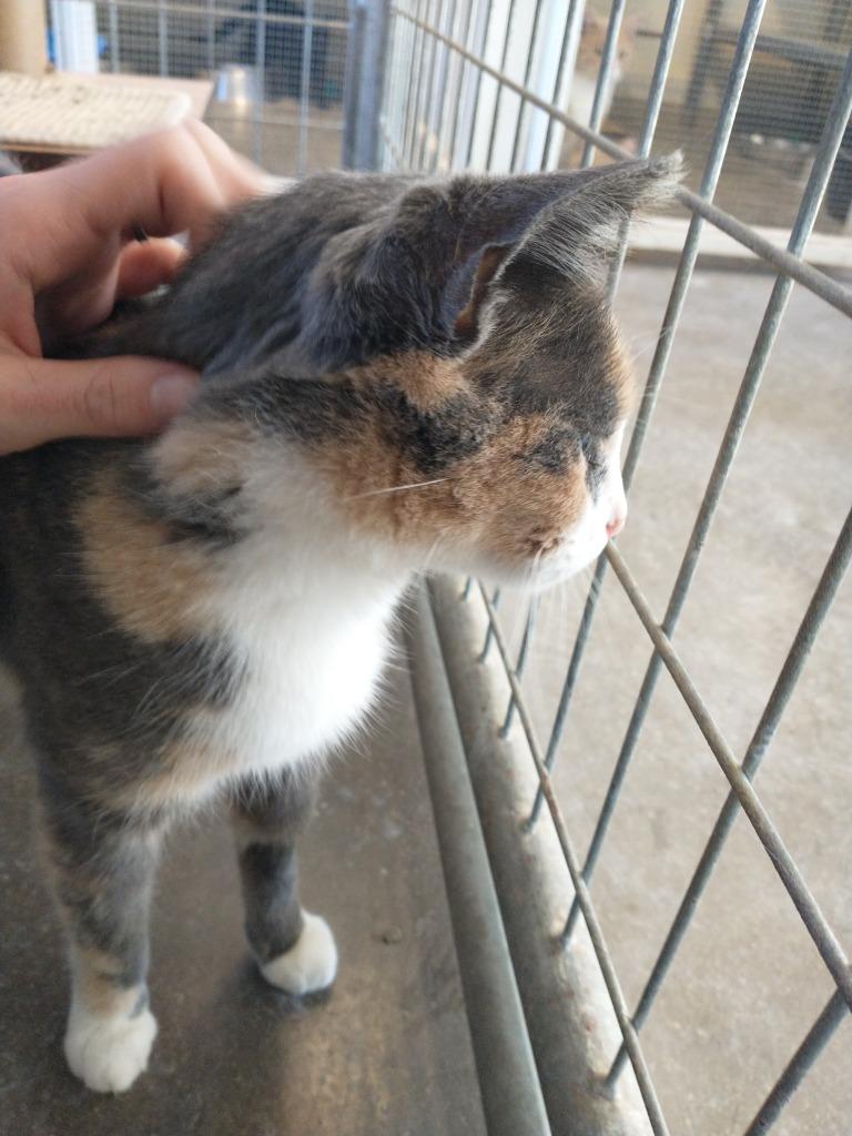 Enlarge Sprinkles, a Adoptable mixed breed in Saint James, MN image 4/4