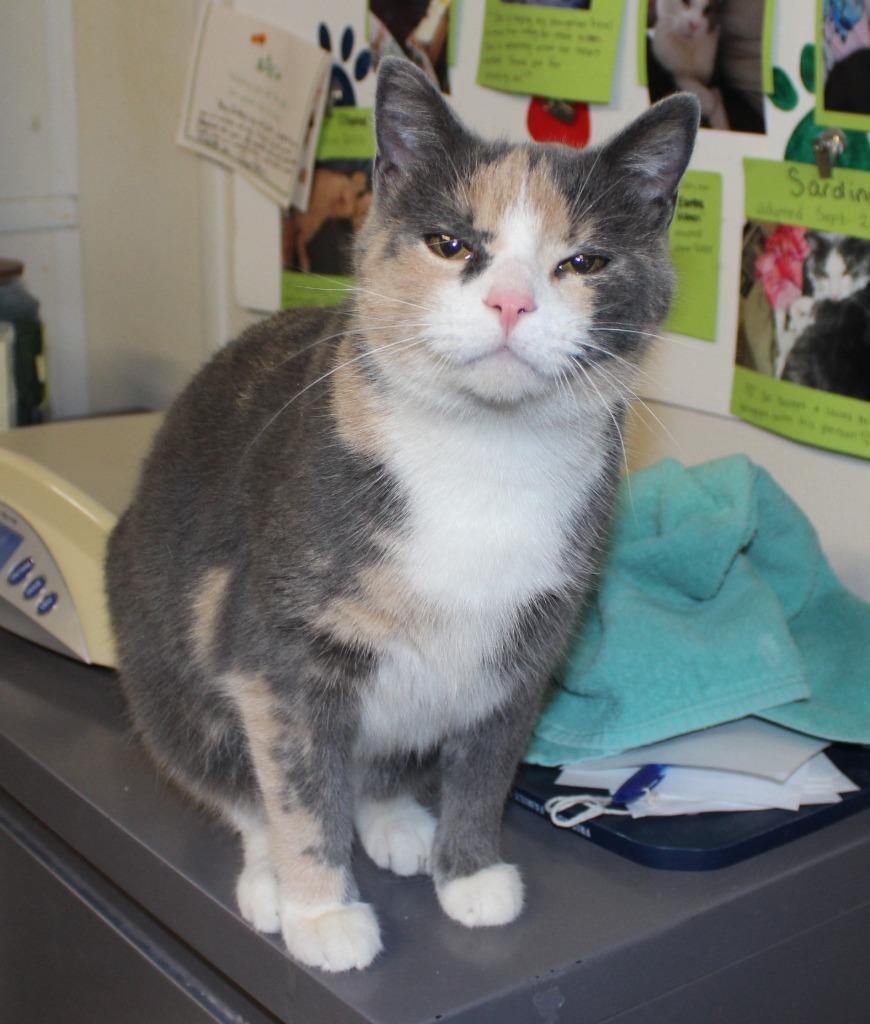 Enlarge Sprinkles (adoption pending), a Adoptable mixed breed in Saint James, MN image 4/4