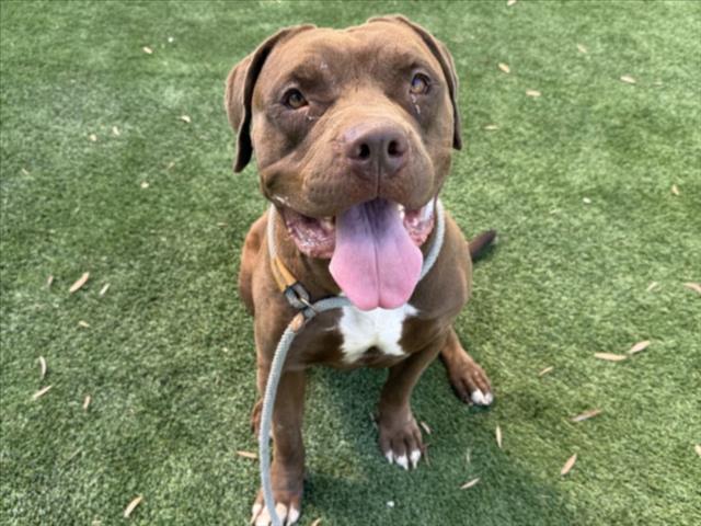CANELO, Adoptable, Adult Male Pit Bull Terrier.