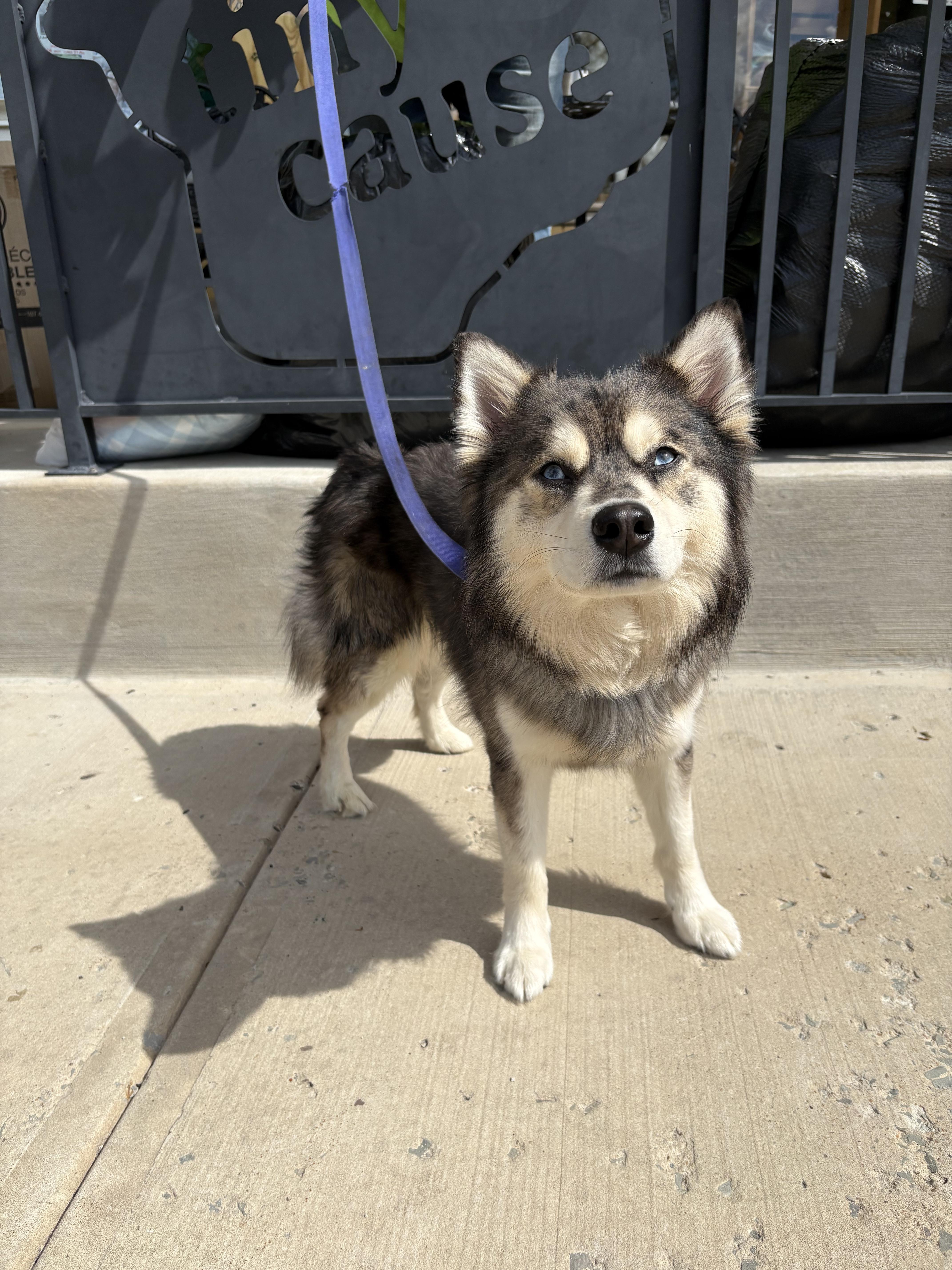 Enlarge BLUE tinycauseadopt@gmail.com , an adopted Pomsky in Vandergrift, PA image 4/4