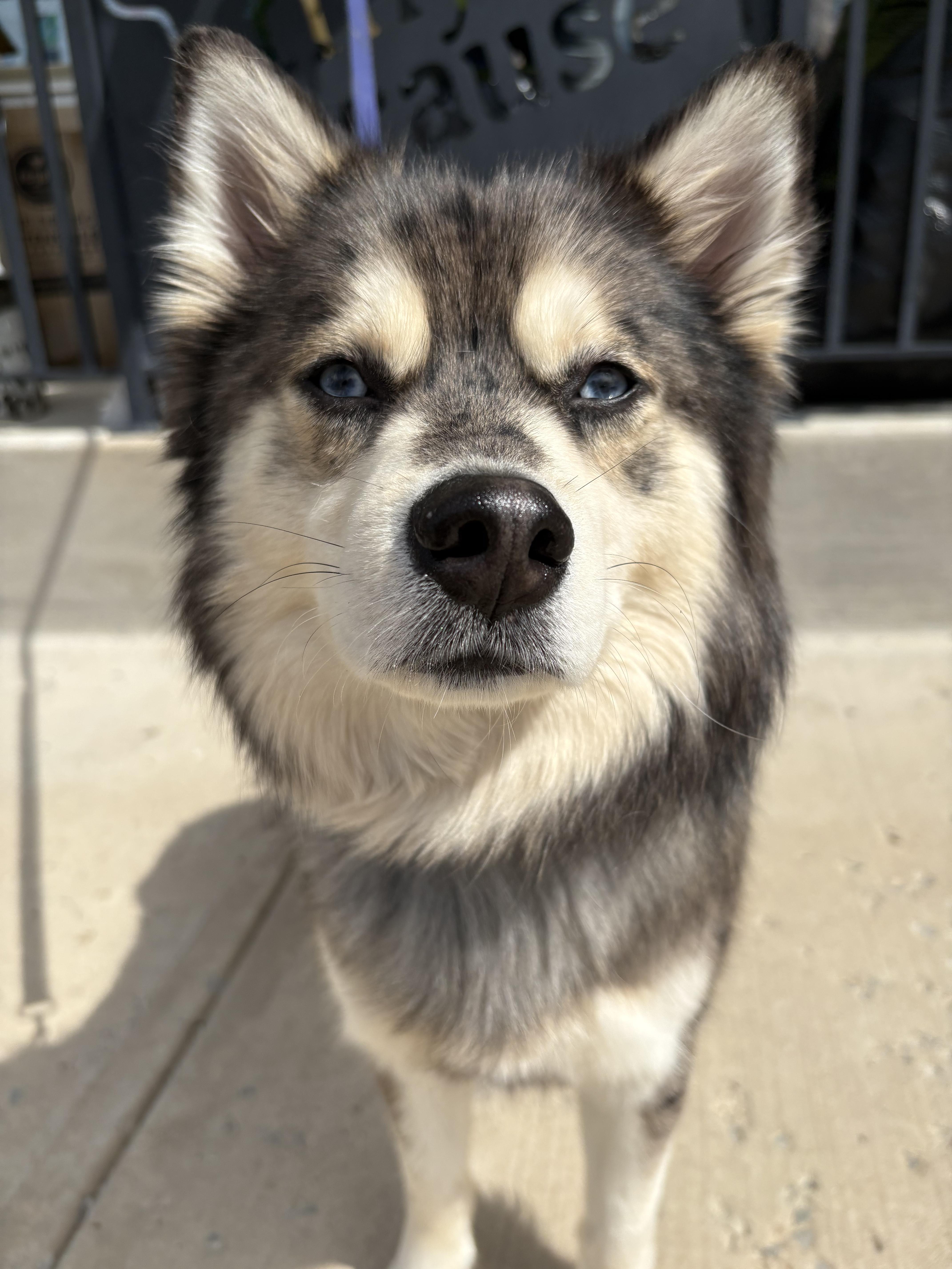 Enlarge BLUE tinycauseadopt@gmail.com , an adopted Pomsky in Vandergrift, PA image 2/4