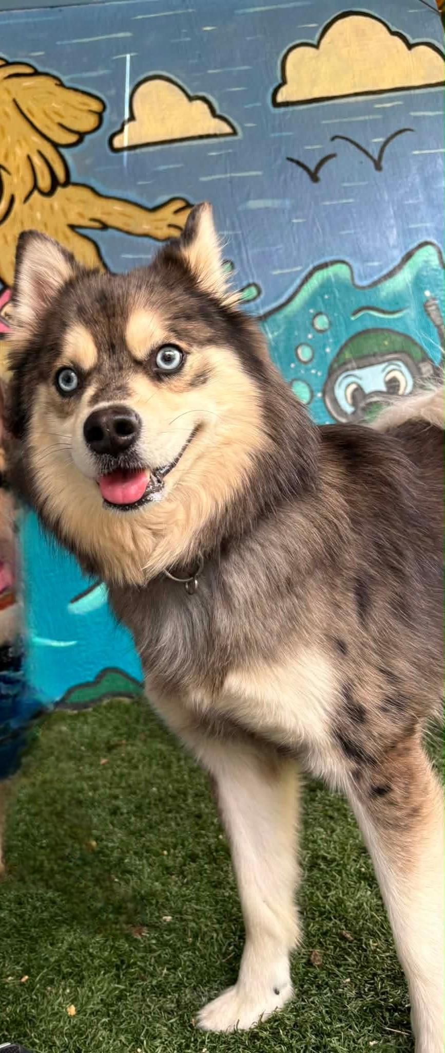 Enlarge BLUE tinycauseadopt@gmail.com , an adopted Pomsky in Vandergrift, PA image 3/4