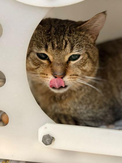 Enlarge Timon, a Adoptable mixed breed in Daytona Beach, FL image 1/2