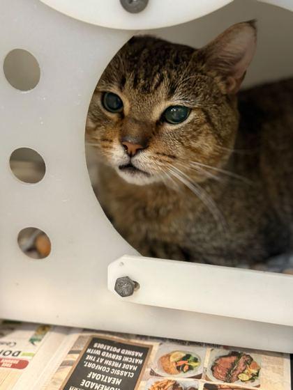 Enlarge Timon, a Adoptable mixed breed in Daytona Beach, FL image 2/2