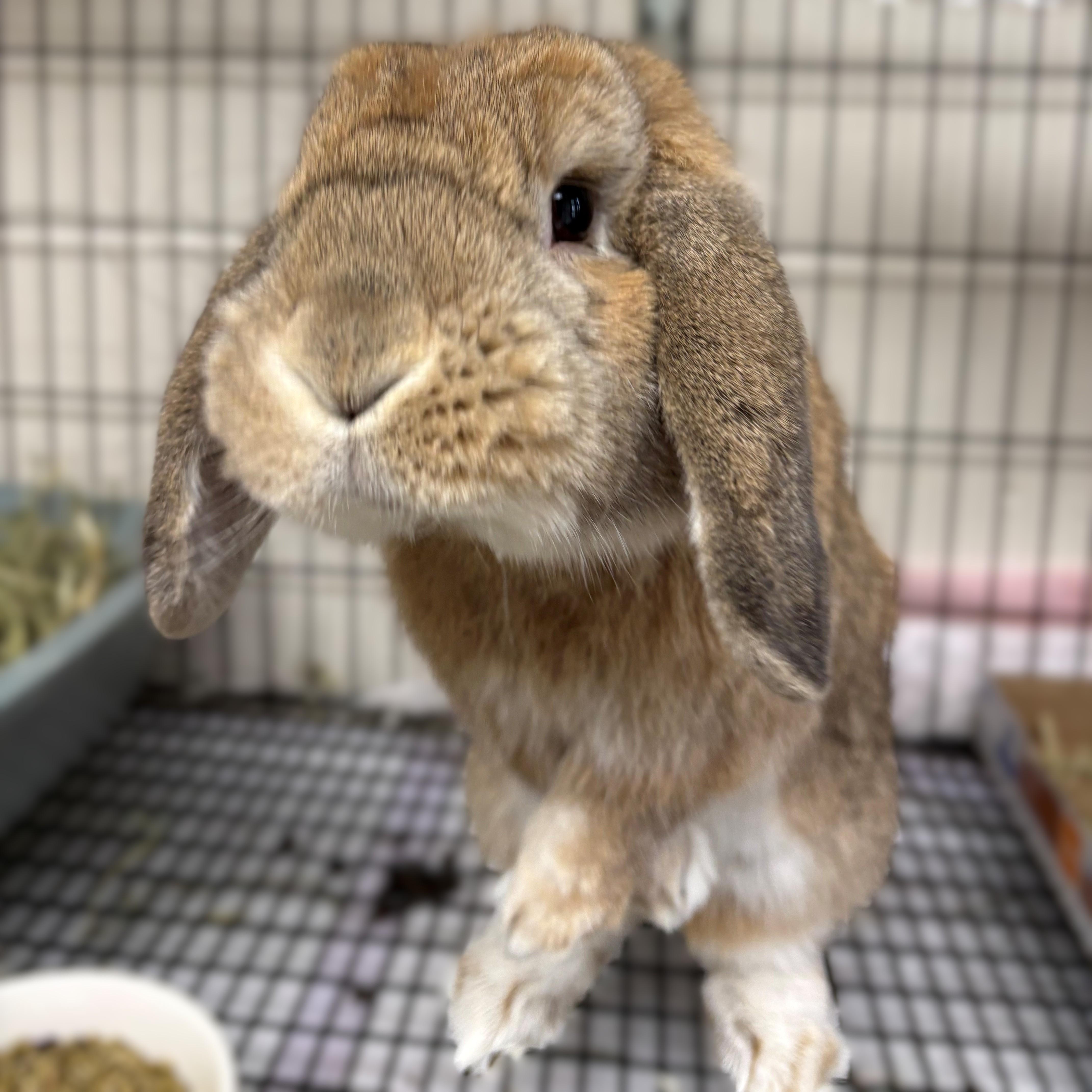 Cinnamon- #50436, ADOPTABLE, Adult Male Mini Lop.