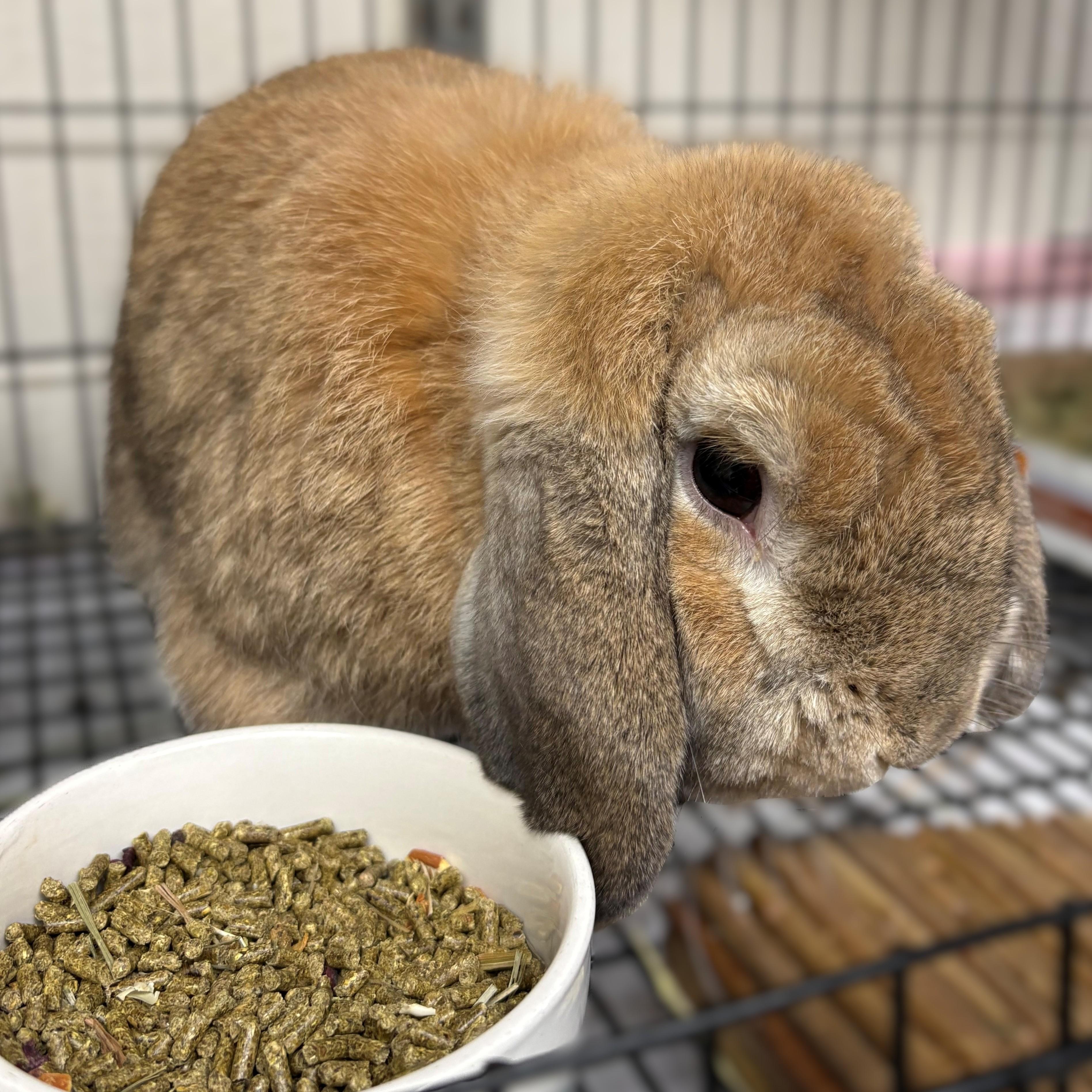 Cinnamon- #50436, ADOPTABLE, Adult Male Mini Lop.