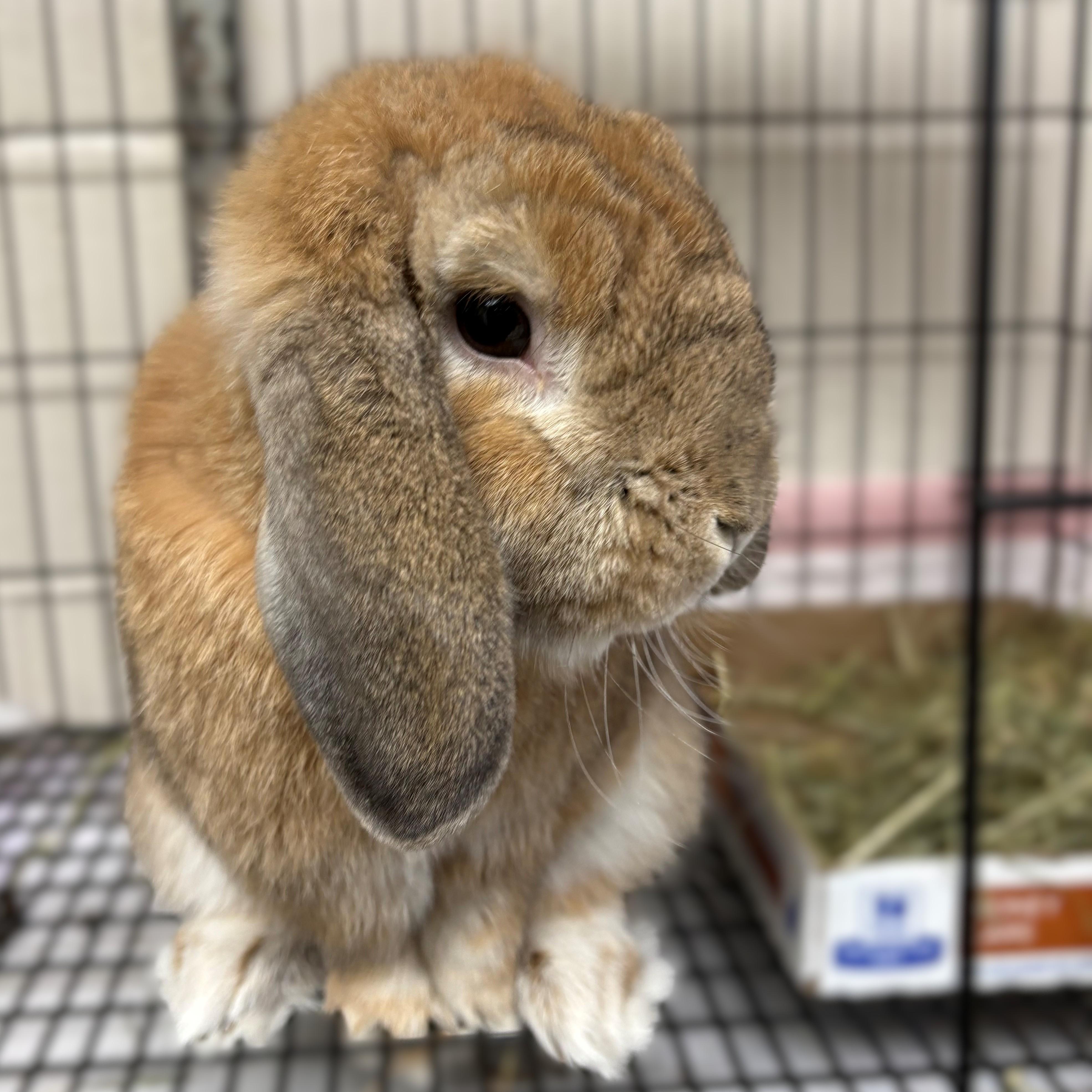 Enlarge Cinnamon- #50436, a ADOPTABLE Mini Lop in Columbia, MD image 3/3