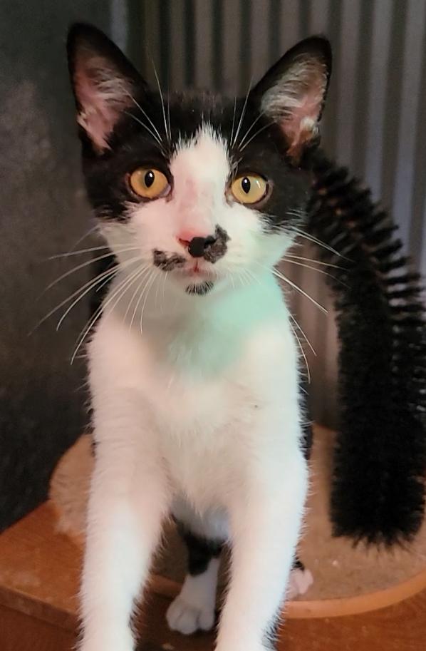 Burt, Adopted, Kitten Male Domestic Short Hair.